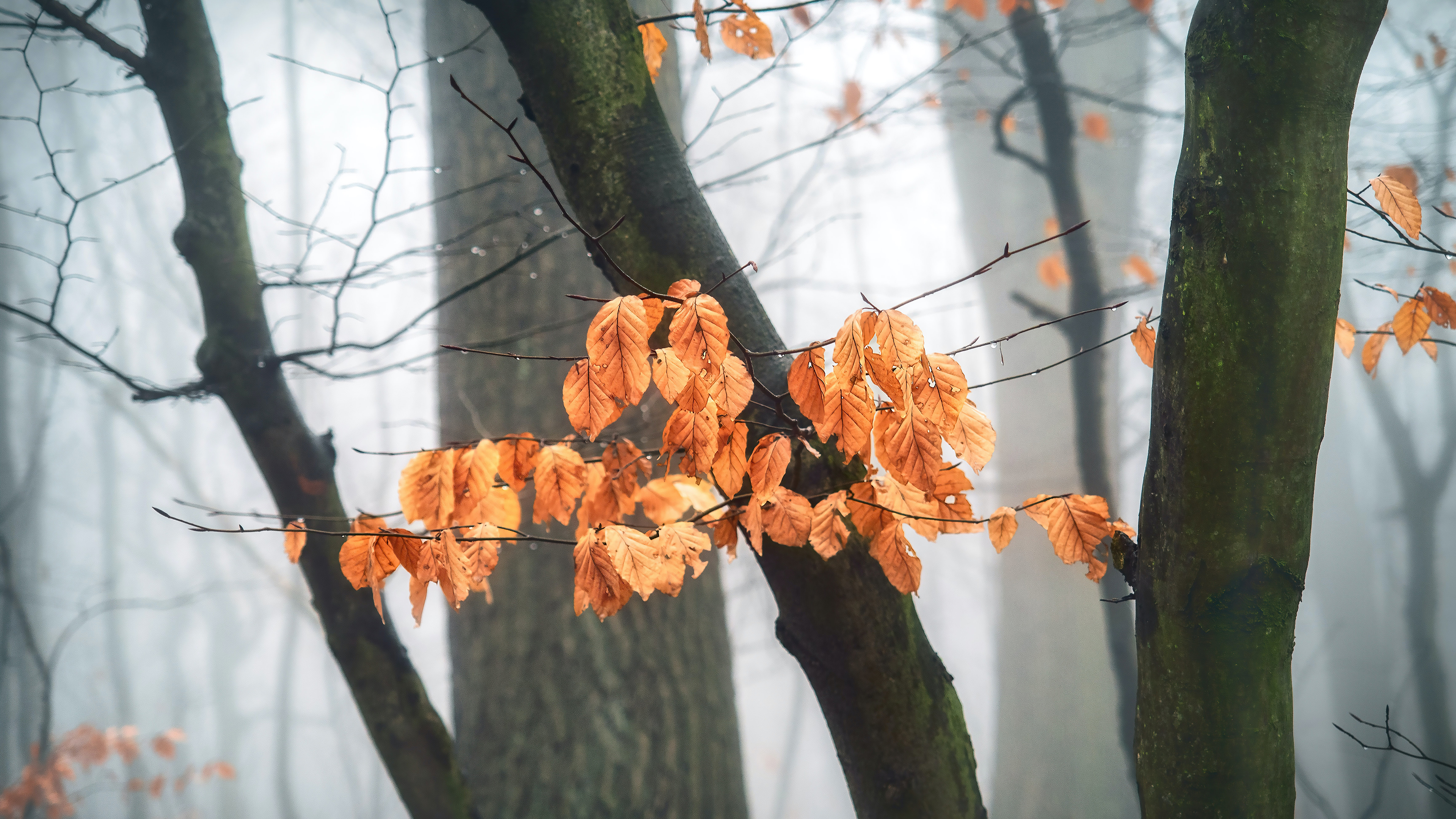 Simon Berger Leaves Foliage Mist Fall 3840x2160