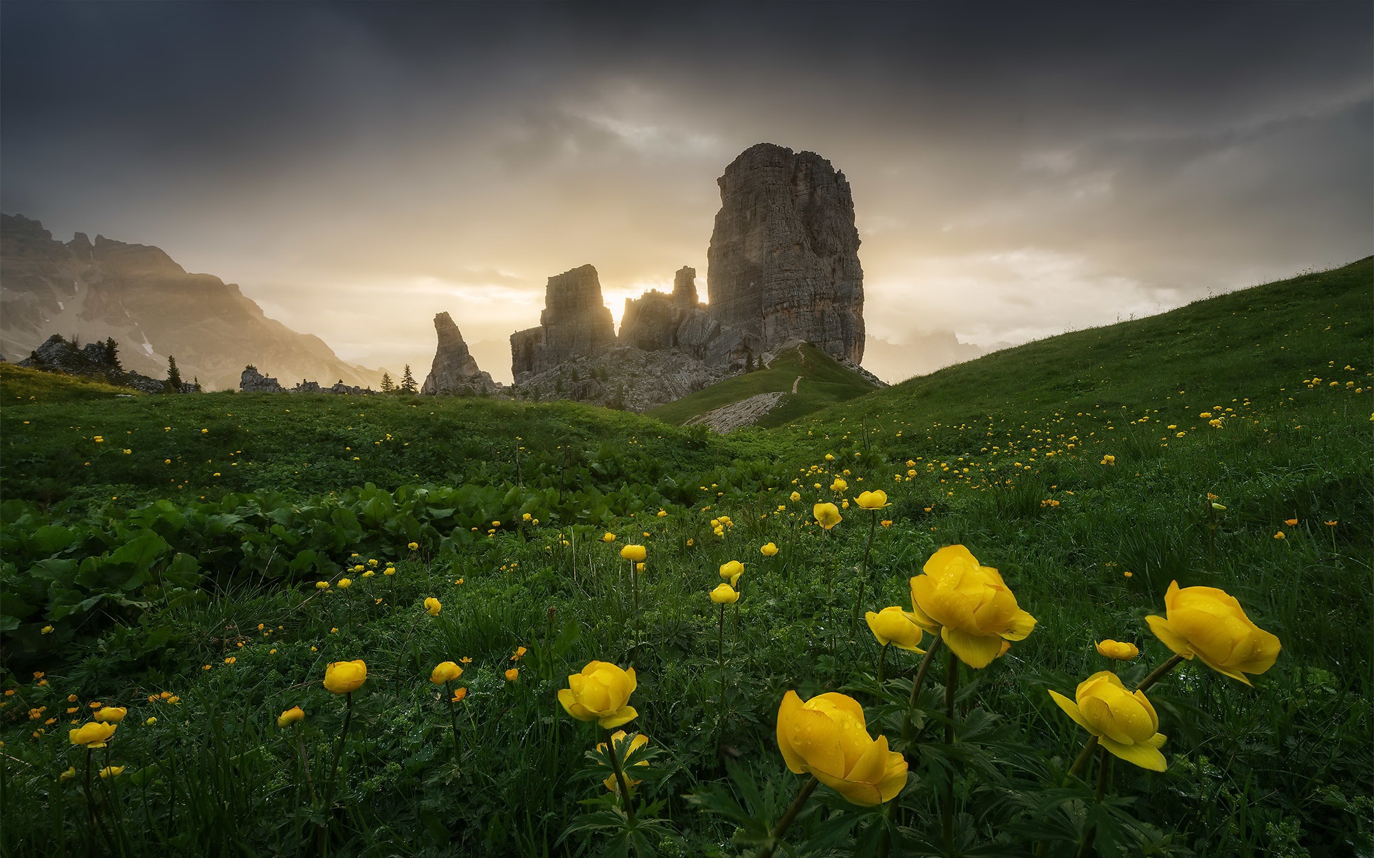 Nature Flowers Italy Dolomites Mountains Mountains Plants Yellow Flowers Landscape 2000x1250