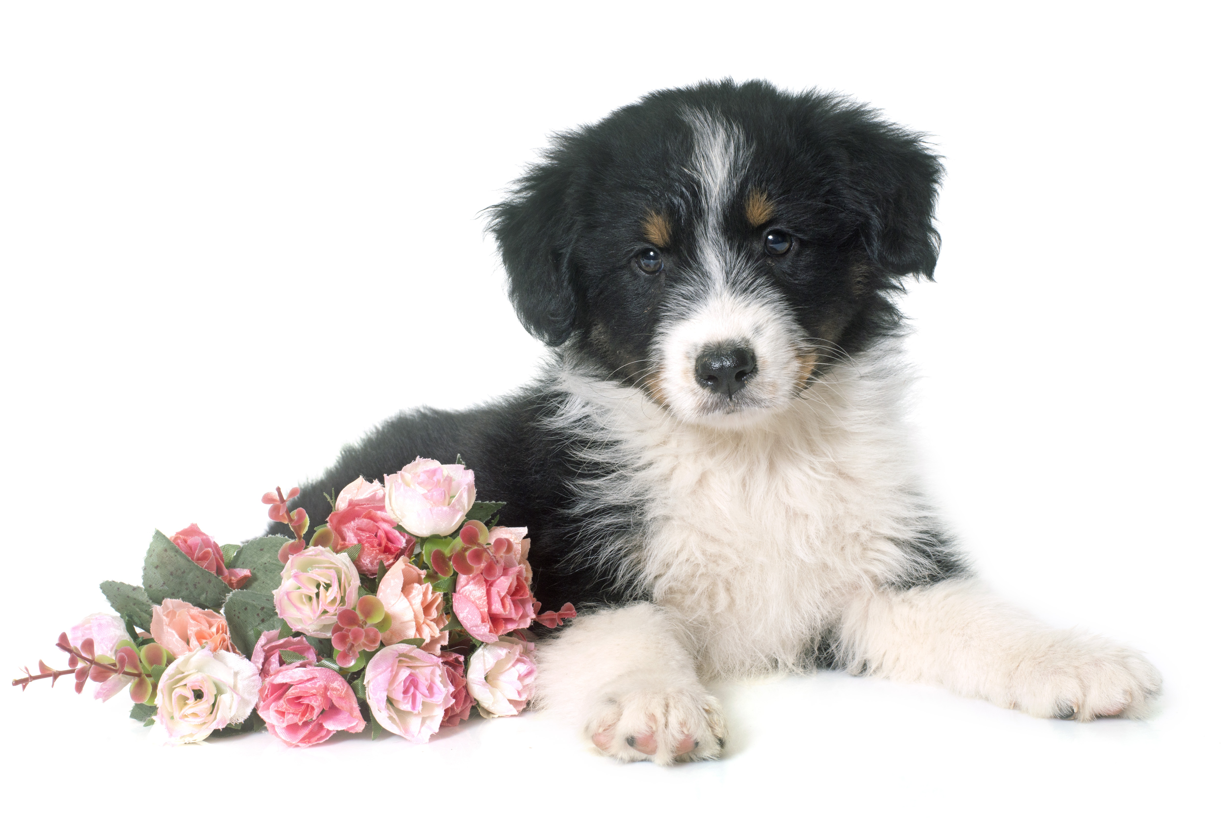 Cute Pink Flower Puppy Rose 5000x3366