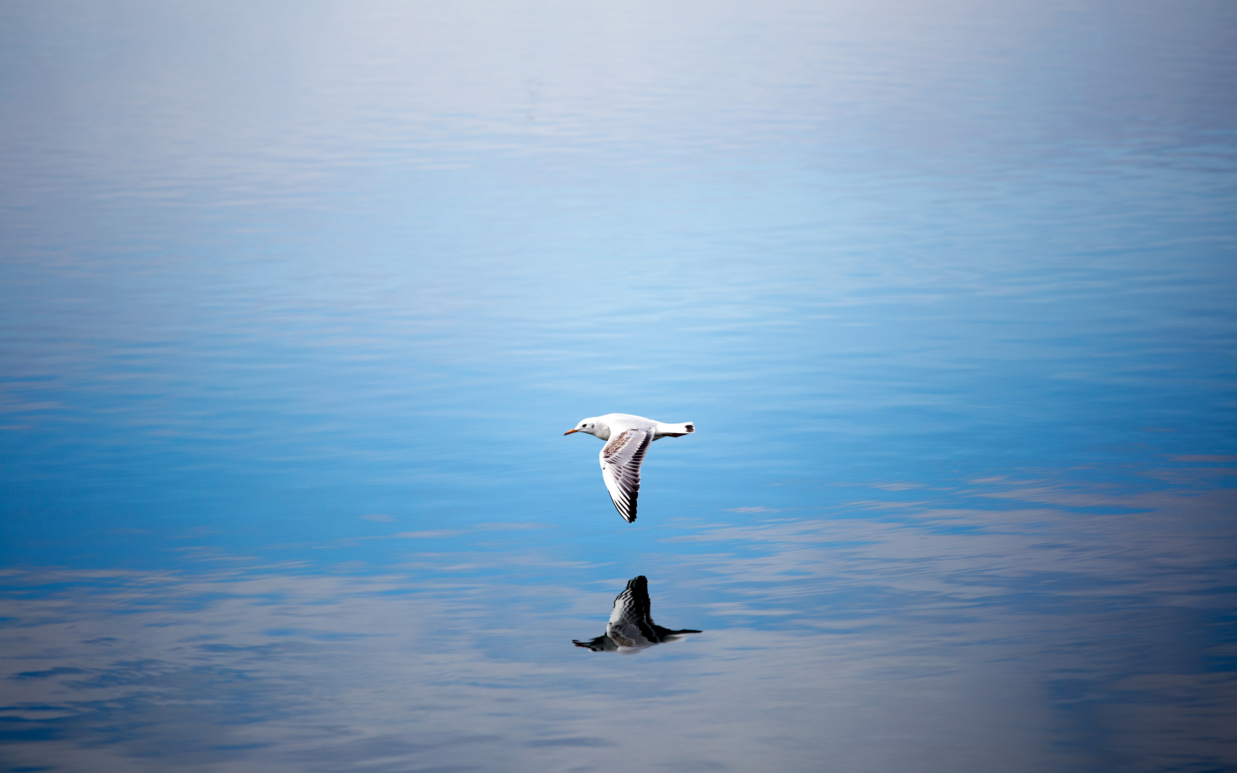Birds Sea Gulls Flying Reflection Nature 5120x3200