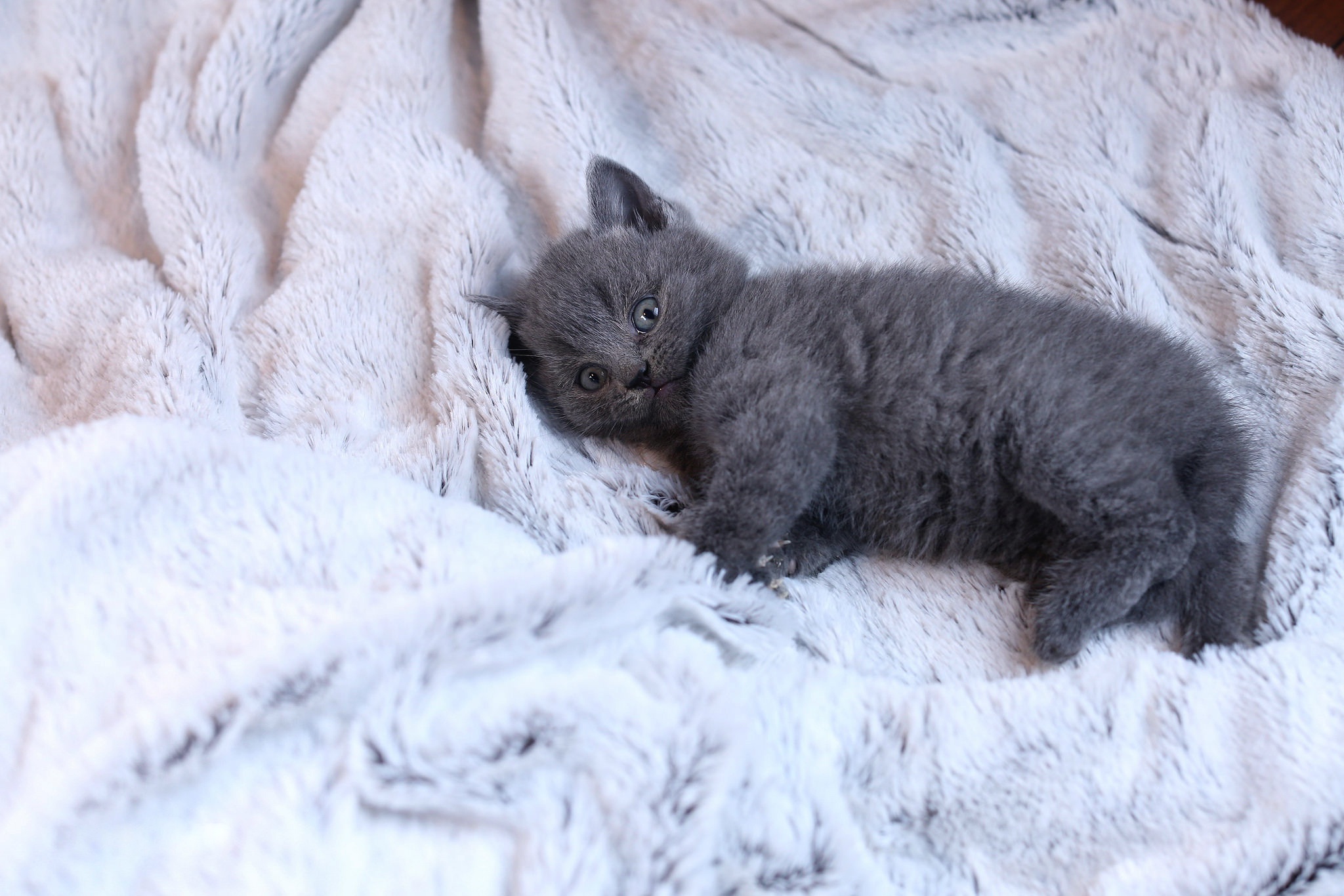 Baby Animal Kitten Pet 2048x1366