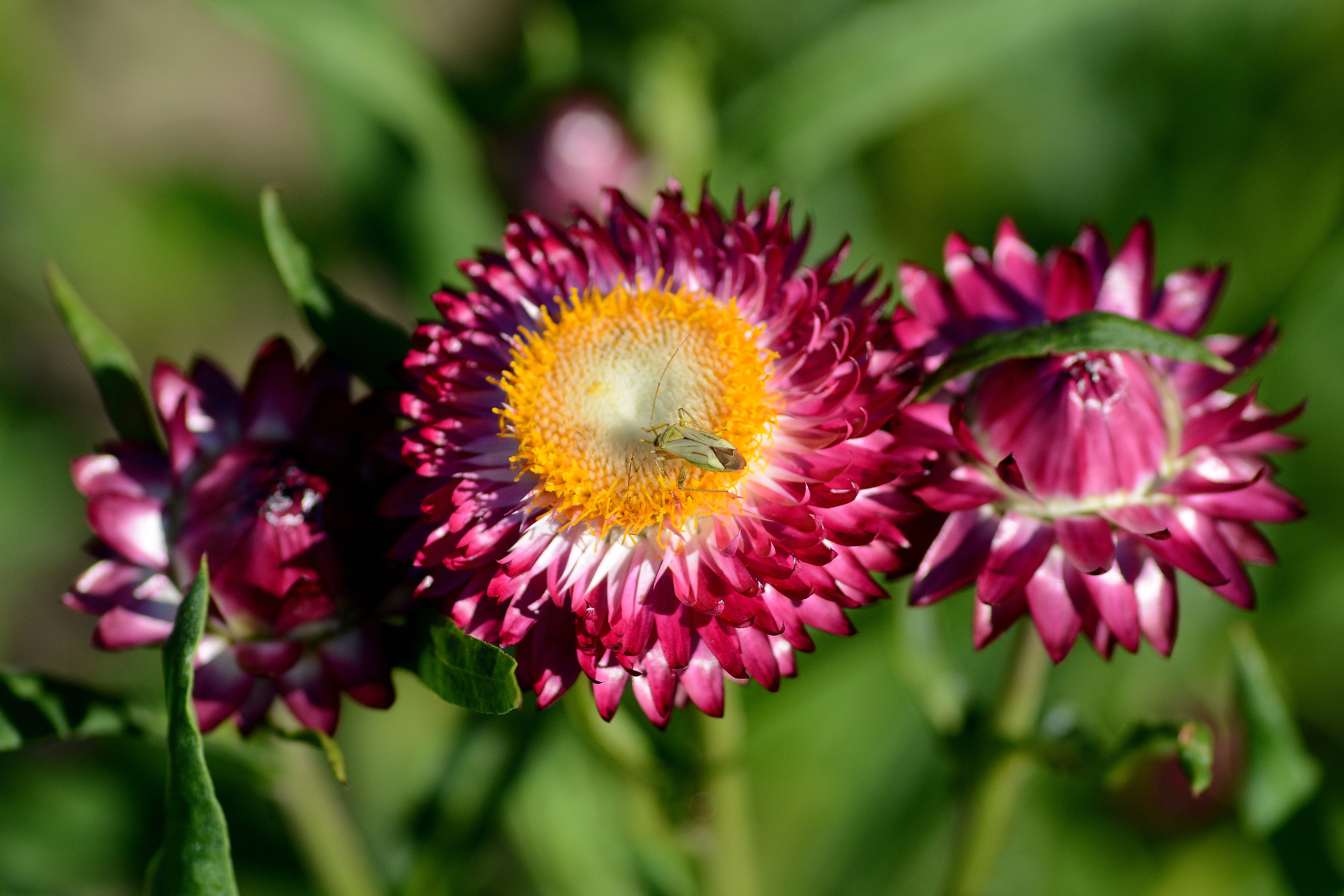 Flower Insect 5611x3741