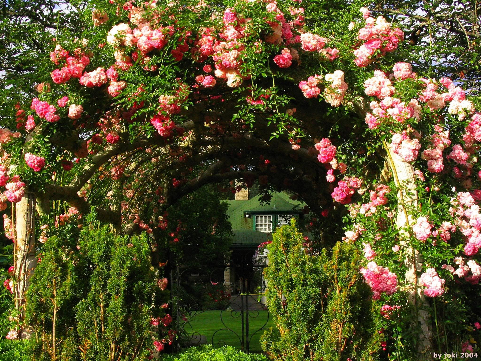 House Arch Pink Rose Rose Bush 1920x1440