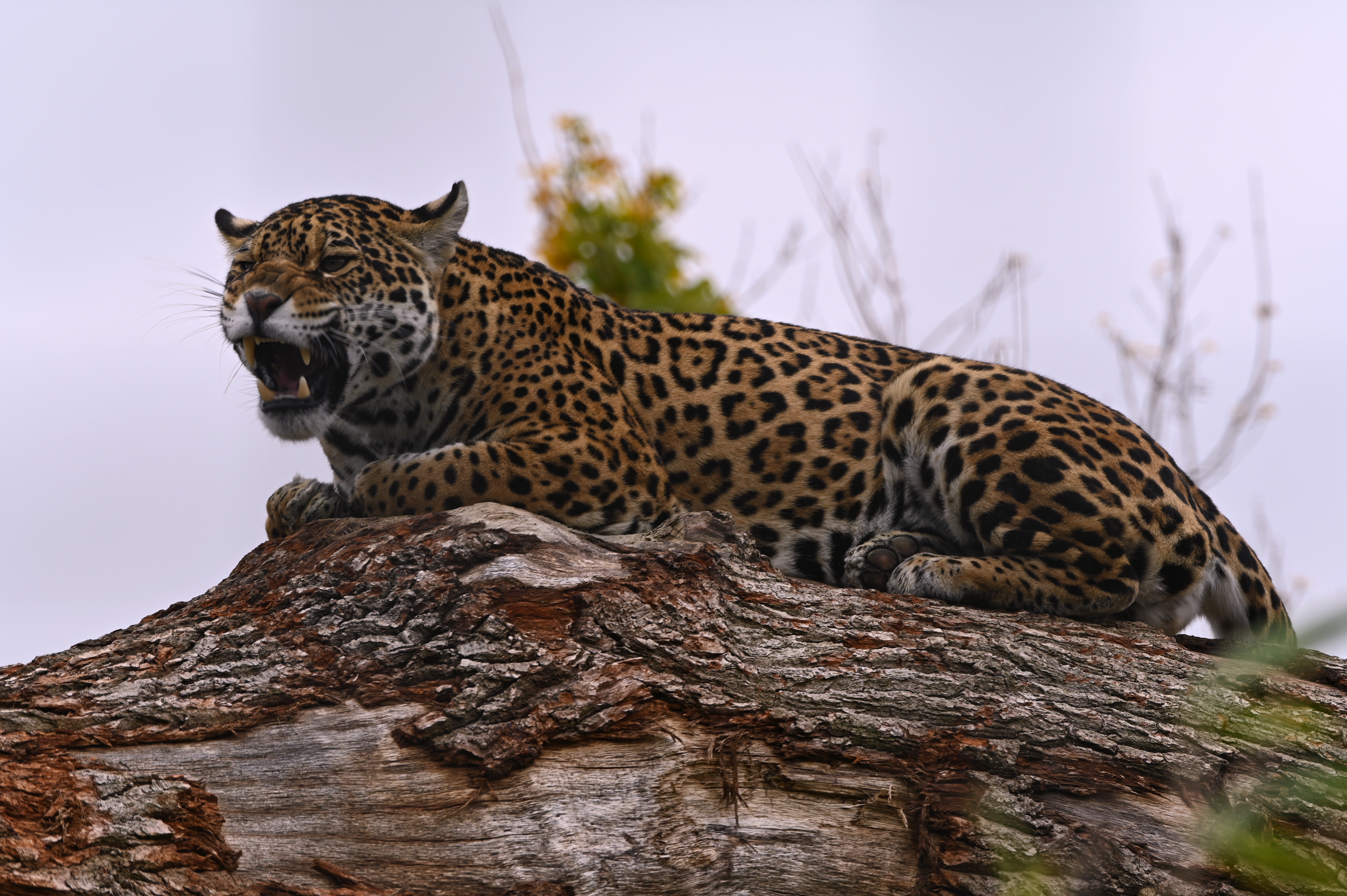 Wildlife Nature Feline Big Cats Mammals Jaguars 6048x4024