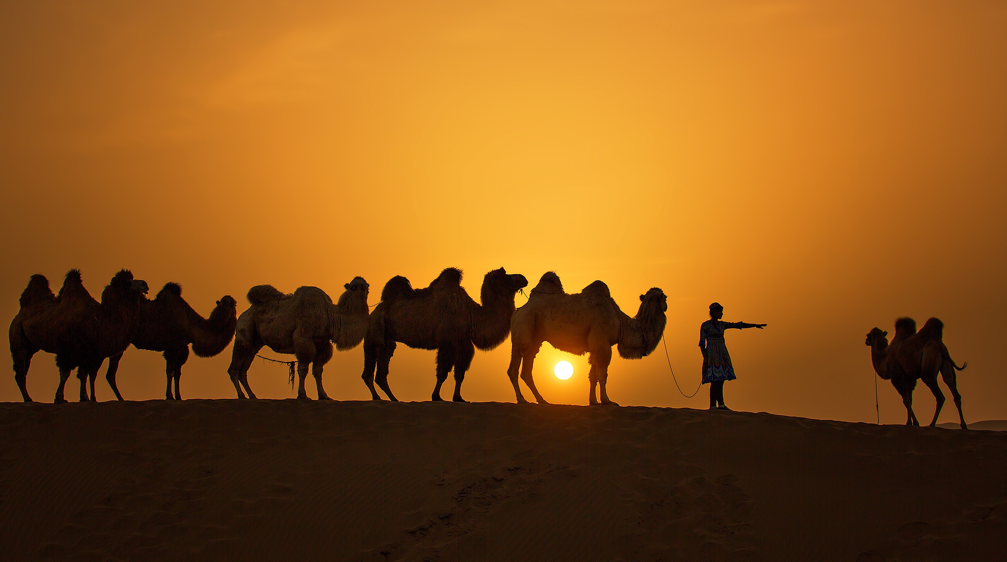 Camel Silhouette Sun Sunset 2048x1144