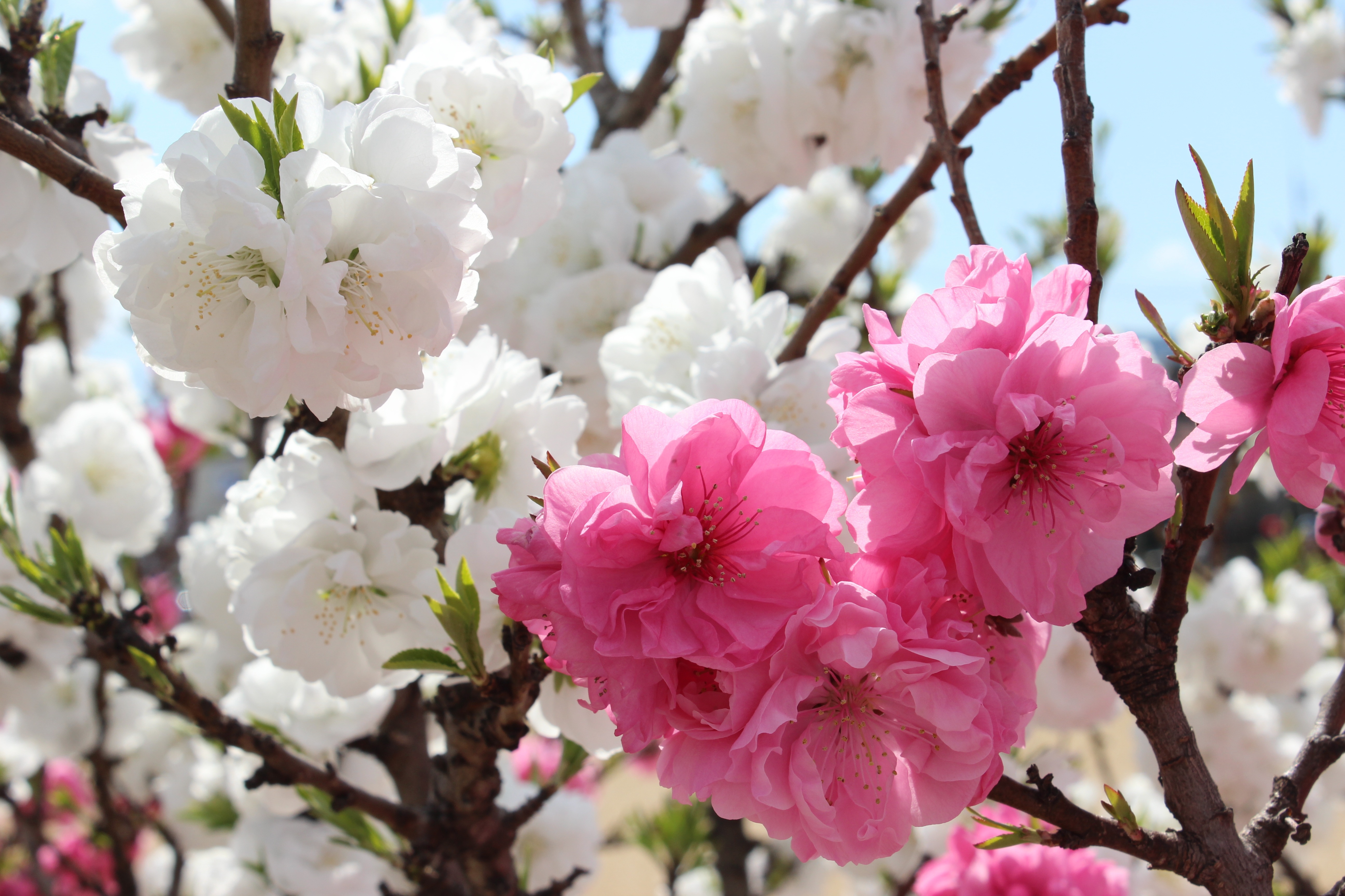 Blossom Branch Flower Macro Sakura Spring 5184x3456