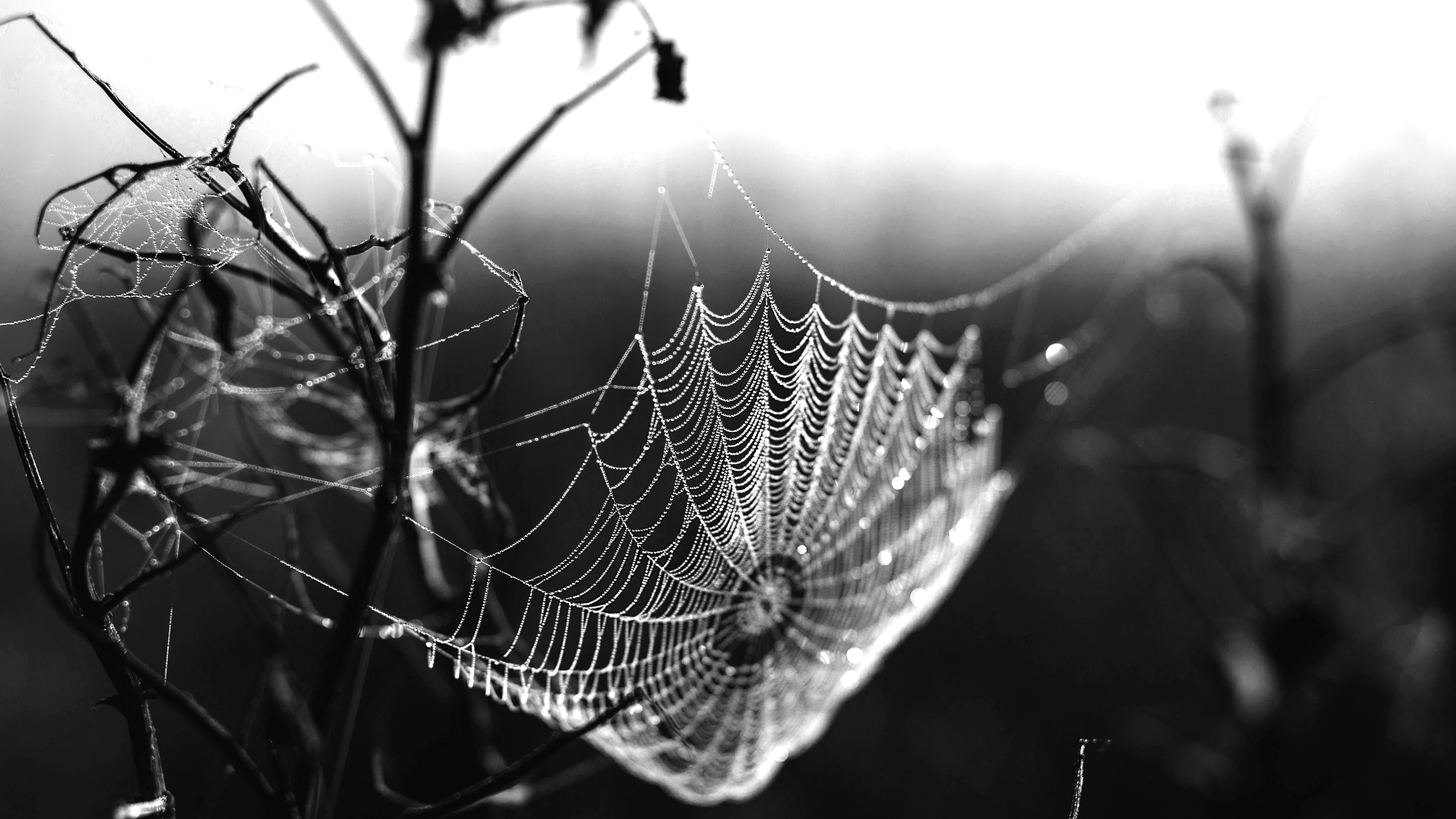Spiderwebs Low Saturation Branch 3840x2160