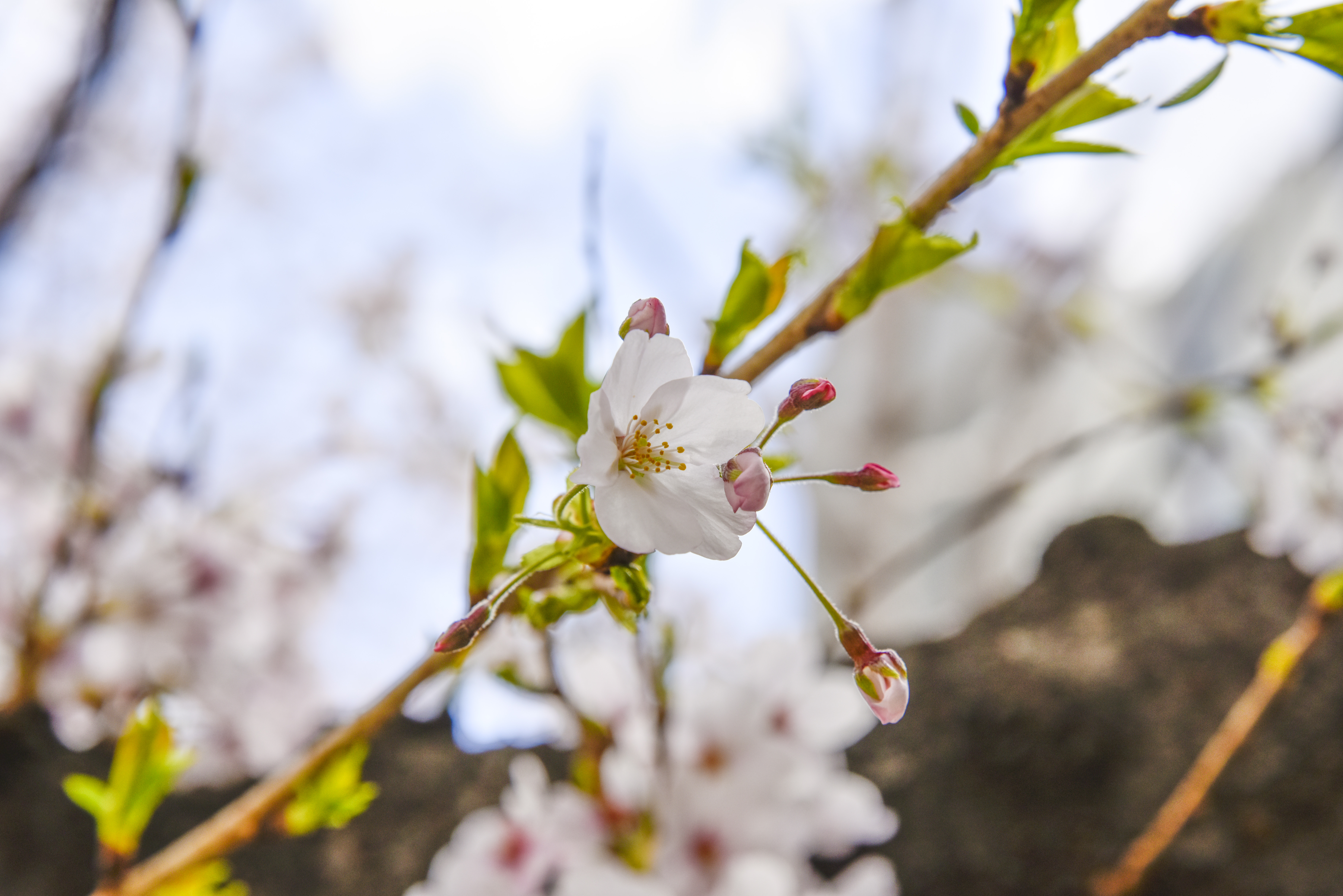 Blossoms Nature Spring Plants Flowers Branch 7360x4912