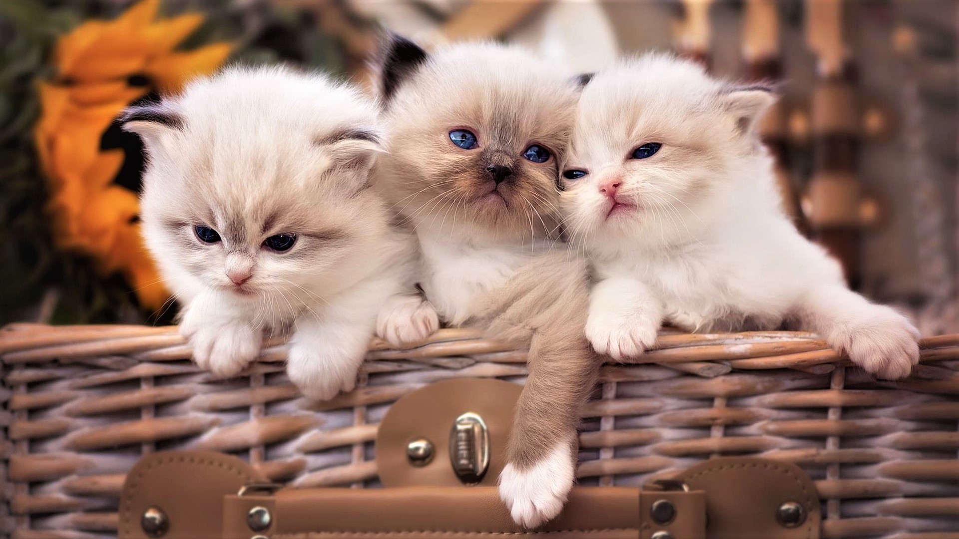 Kitten Fluffy Basket Cute Baby Animal 1920x1080