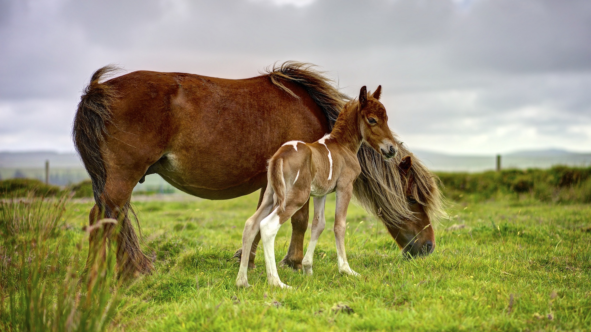 Baby Animal Foal 2048x1152