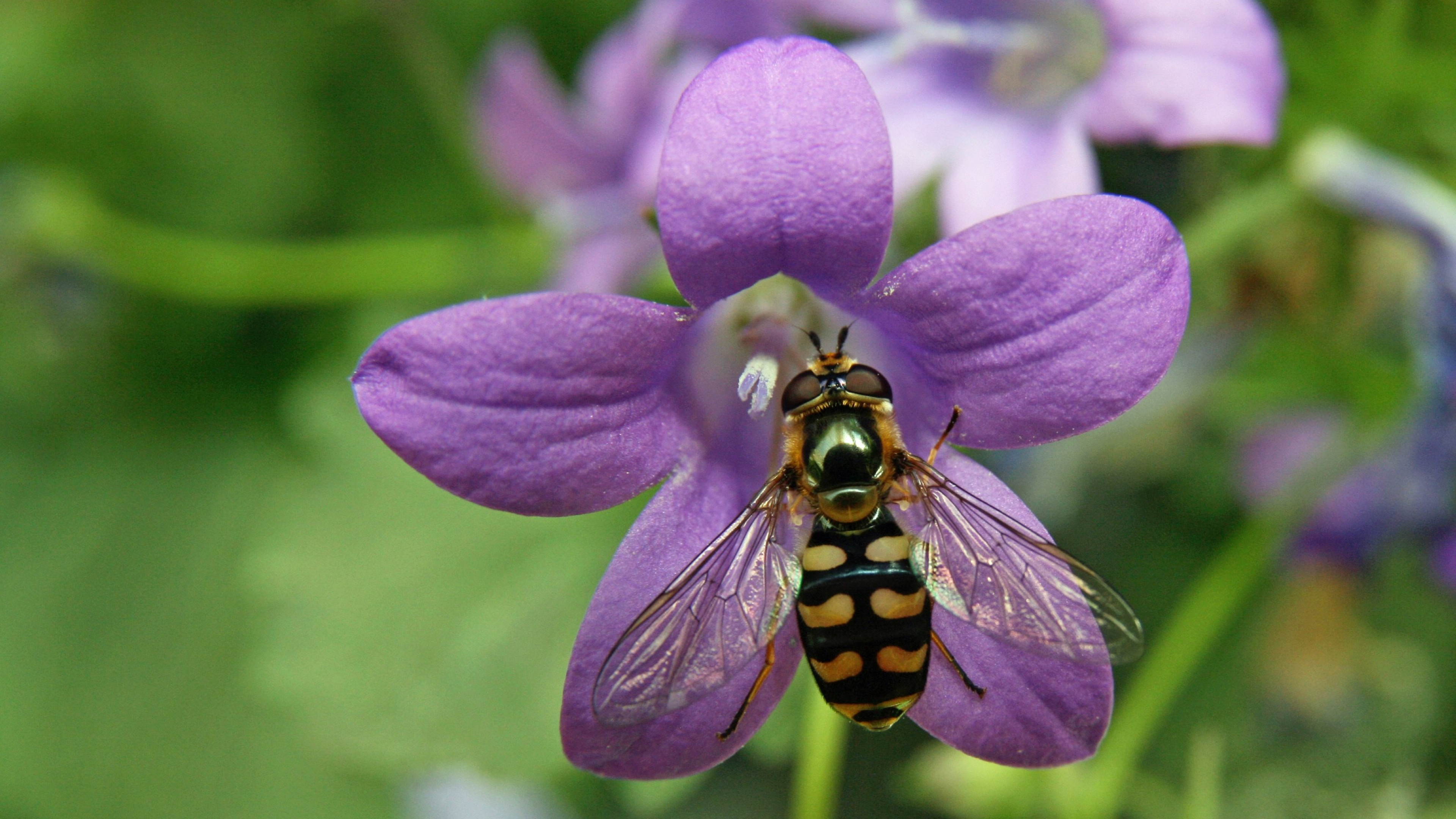 Animals Nature Depth Of Field Closeup Insect Green Background Purple Flowers Plants Bees Flowers 3840x2160