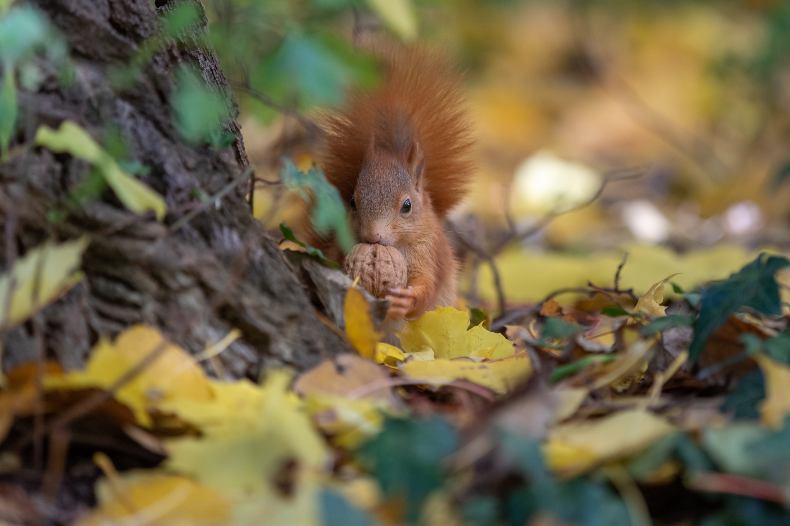 Fall Nut Rodent Wildlife 2700x1800