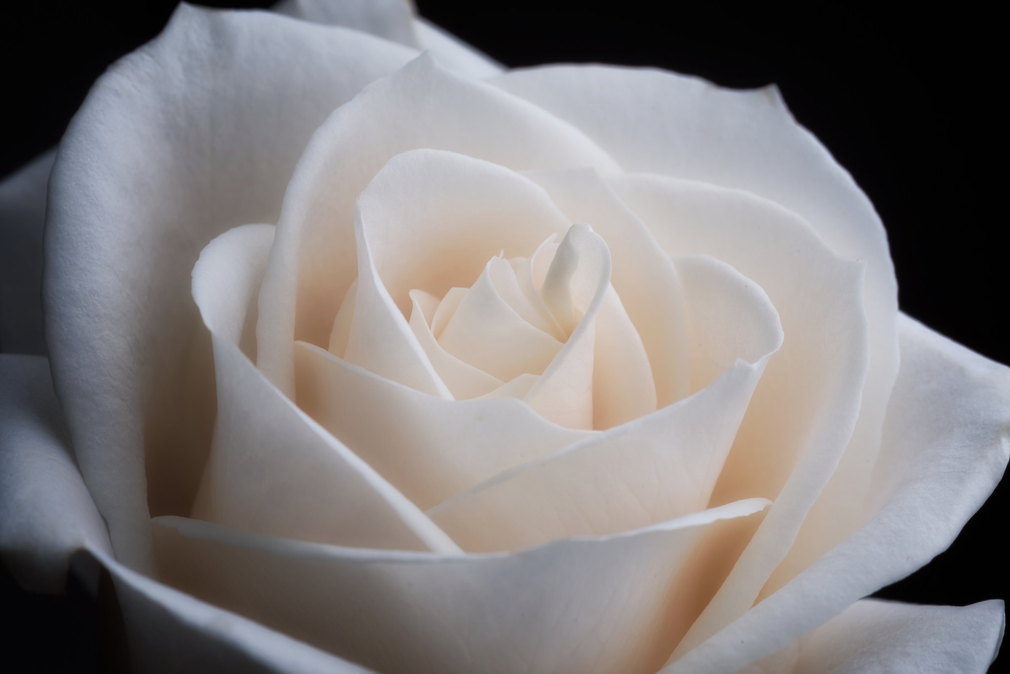 Close Up Flower White Rose 2048x1367