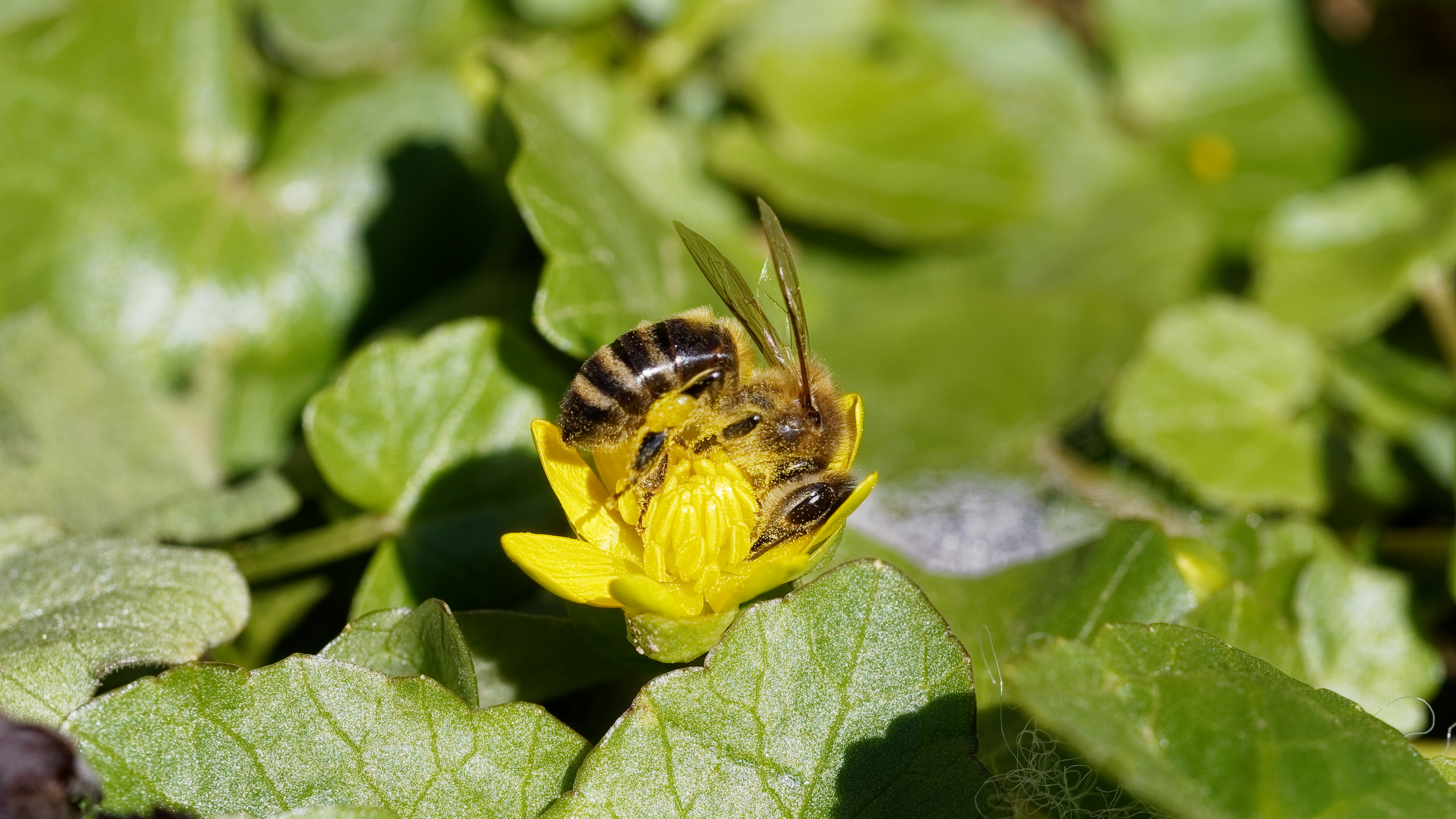 Bees Insect Yellow Leaves Flowers Yellow Flower Nature 4617x2597