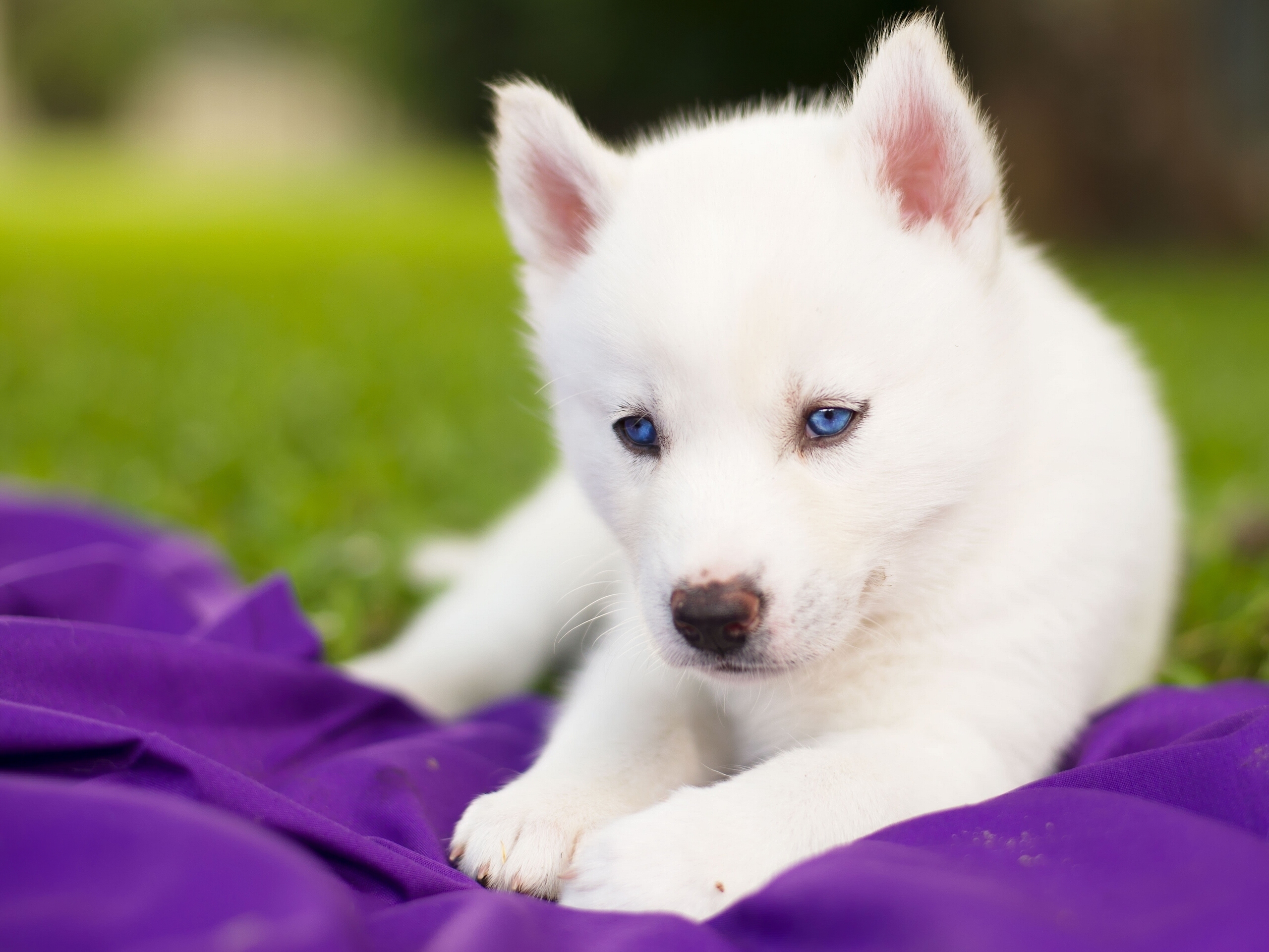 Blue Eyes Dog Puppy Siberian Husky 2560x1921
