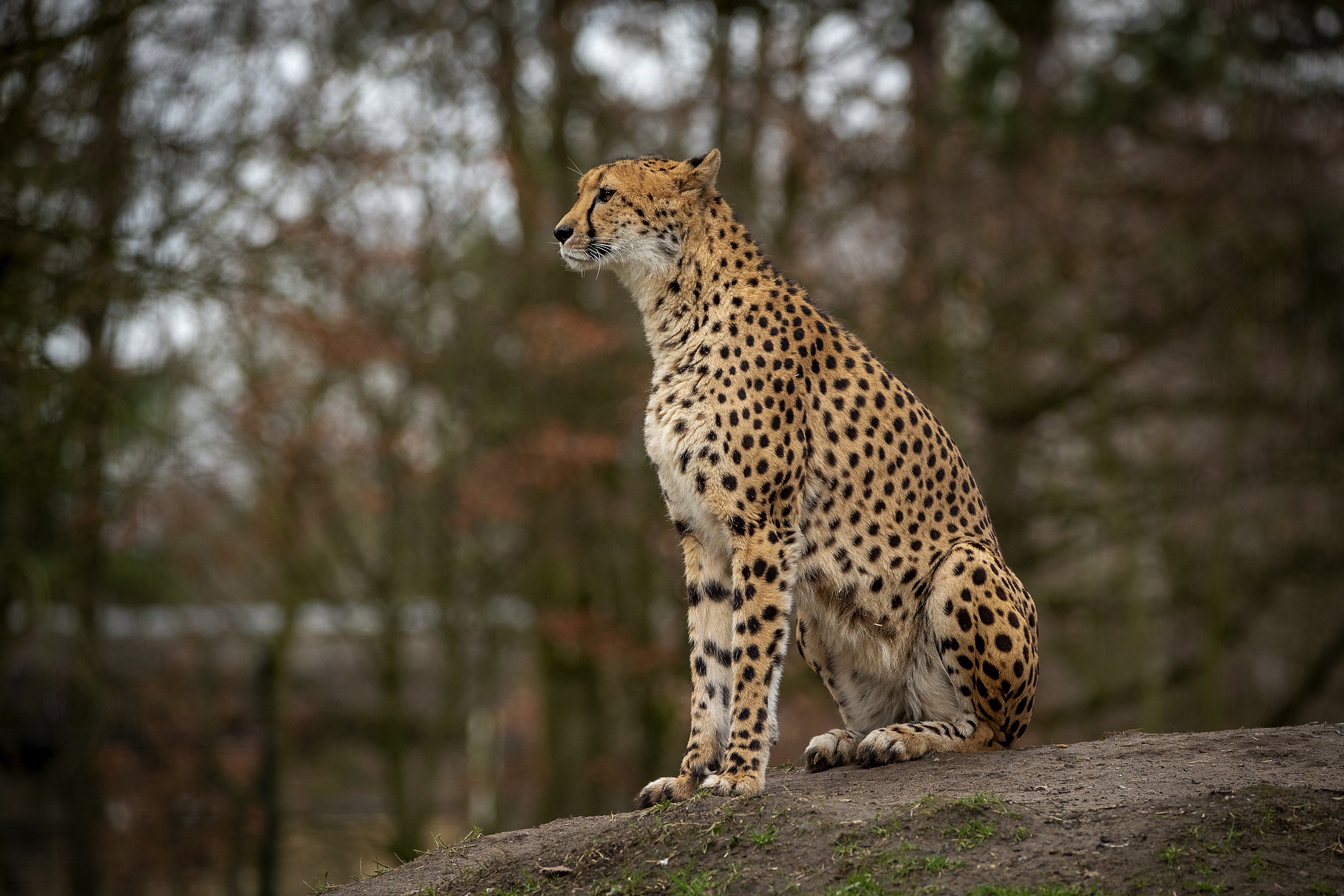 Animal Cheetah 2700x1800