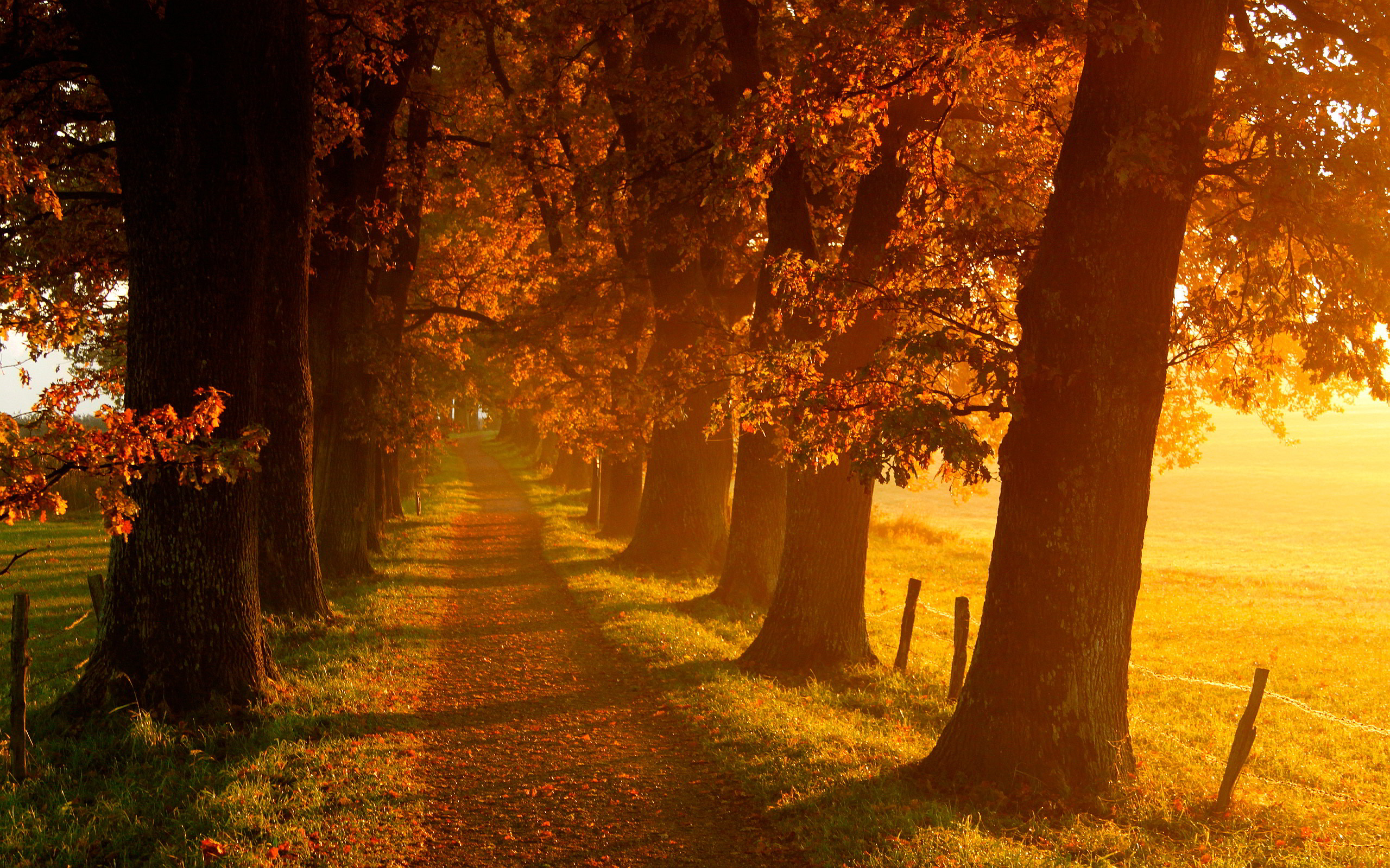 Fall Oak Trees Connecticut Path Outdoors Sunlight Trees 2560x1600