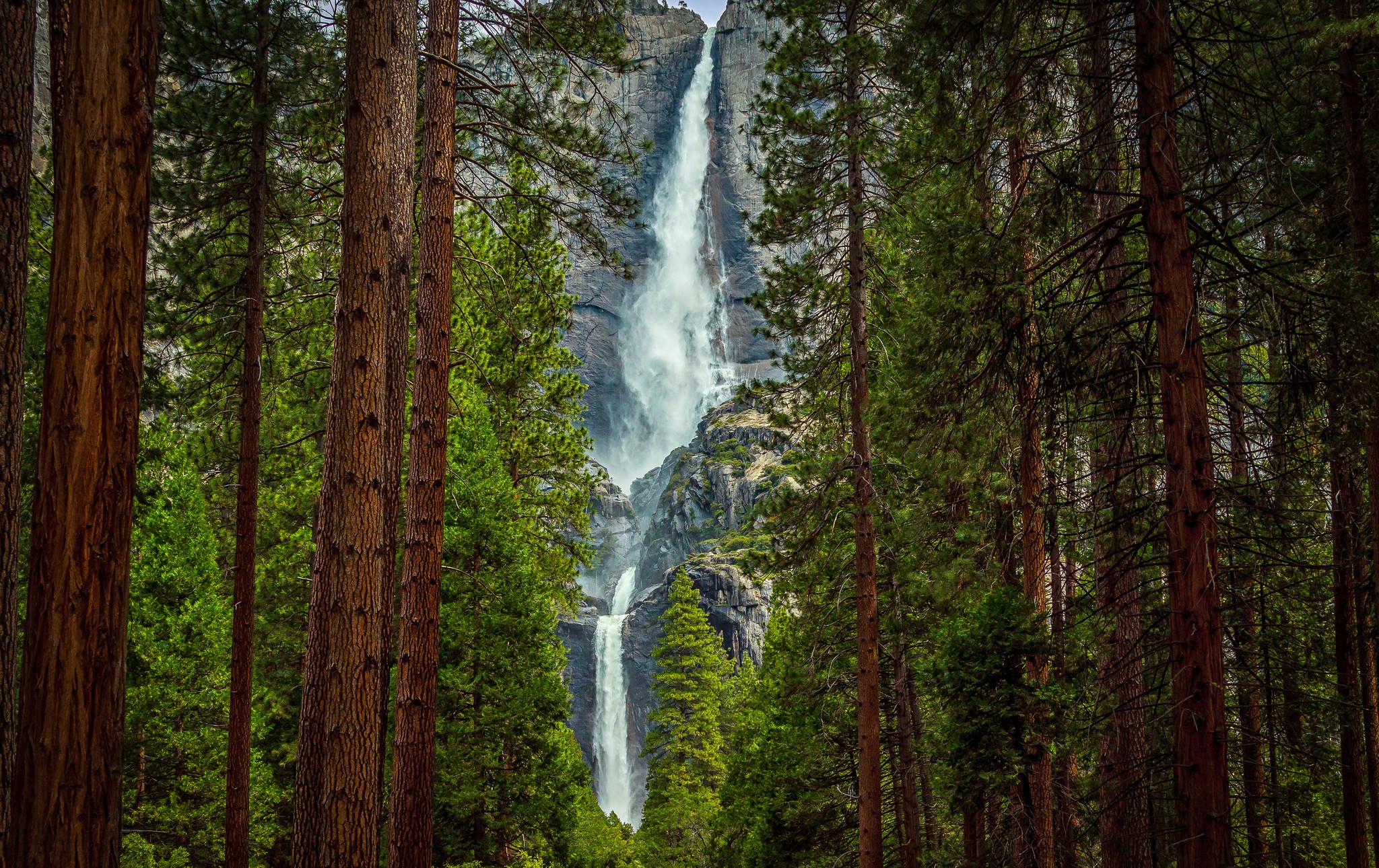 Forest Tree Green Mountain Yosemite National Park 2048x1290