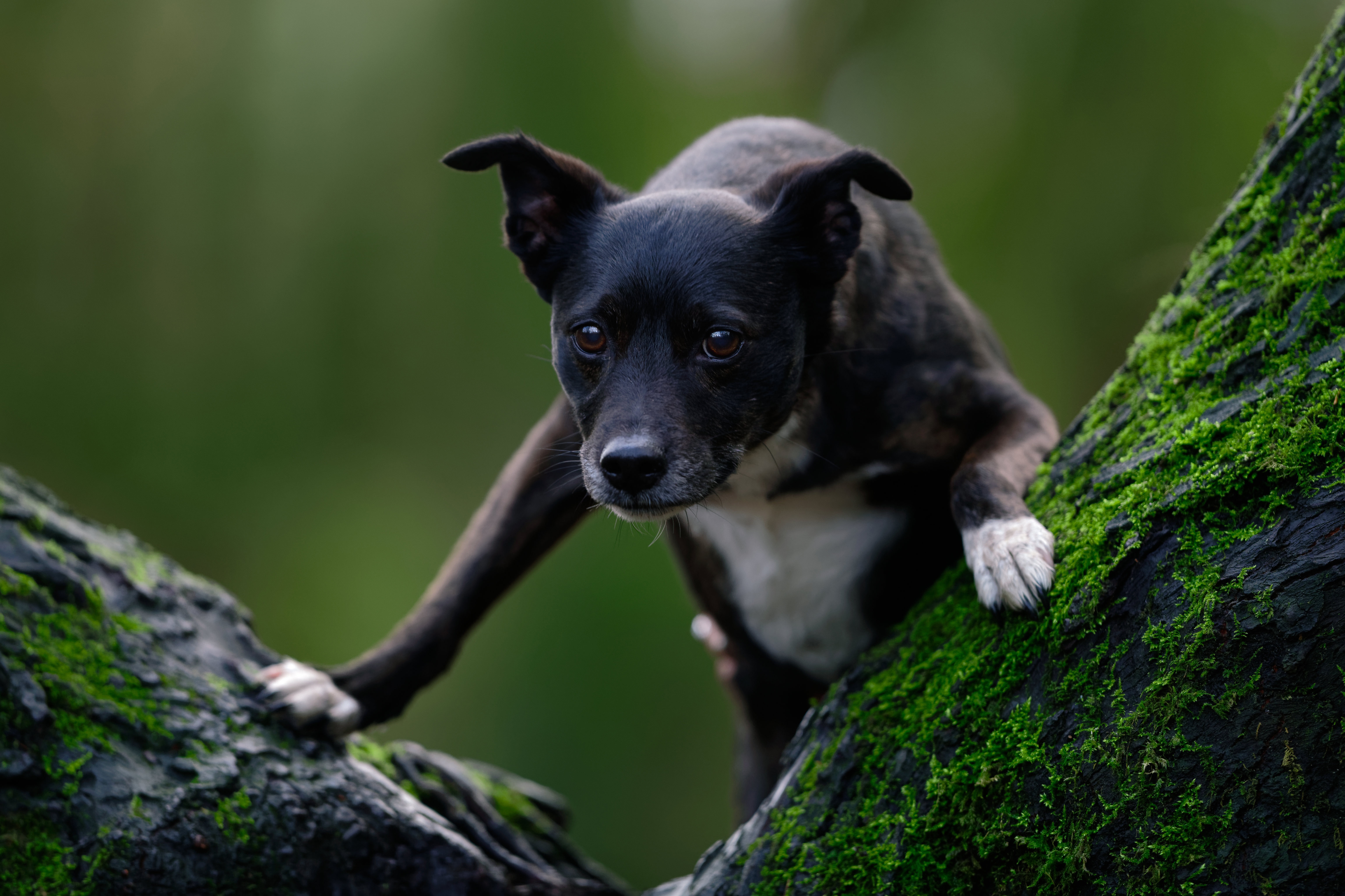 Staffordshire Bull Terrier Dog Pet Puppy Baby Animal 6144x4096