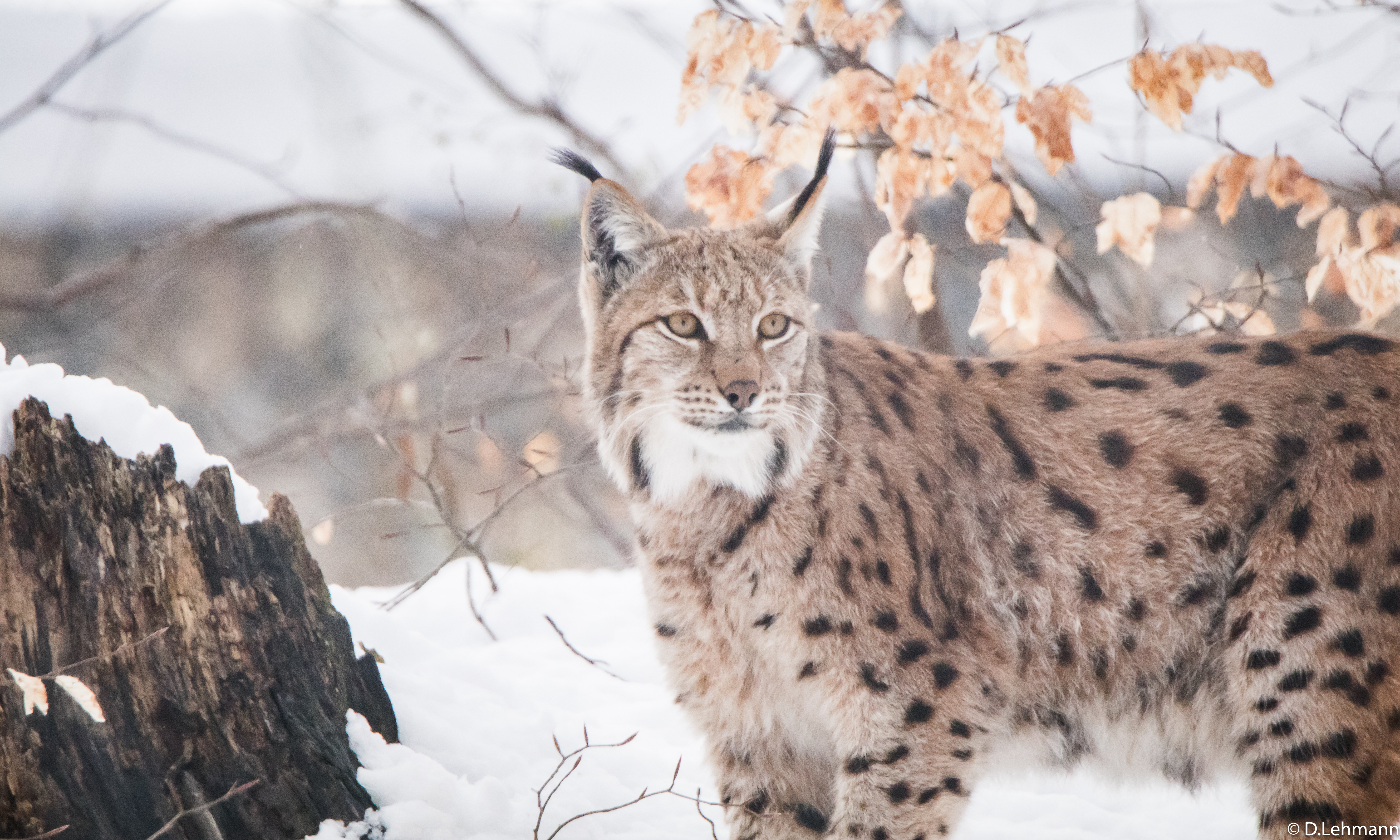Big Cat Lynx Wildlife Predator Animal 5315x3189