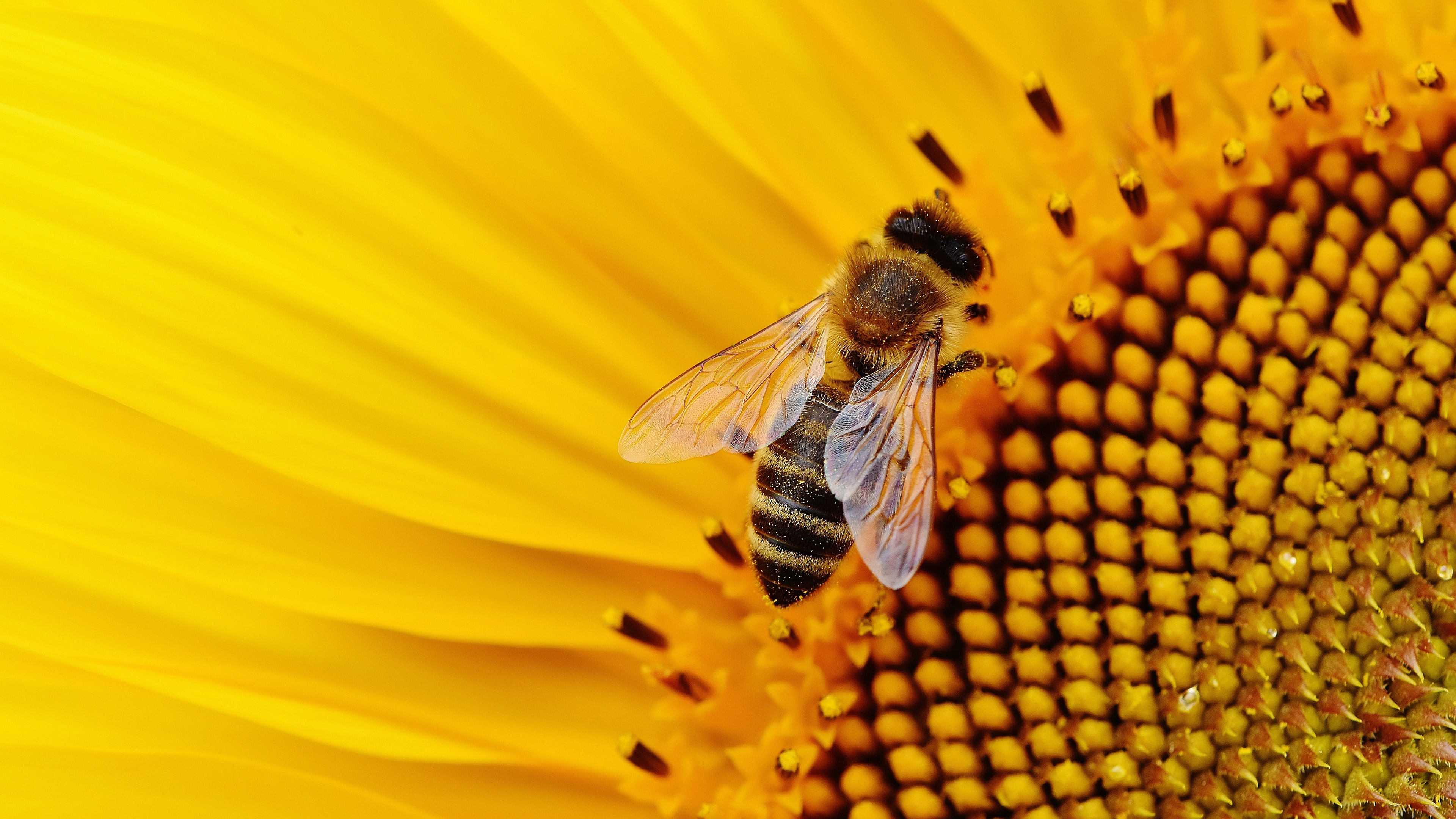 Flower Insect Sunflower 3840x2160