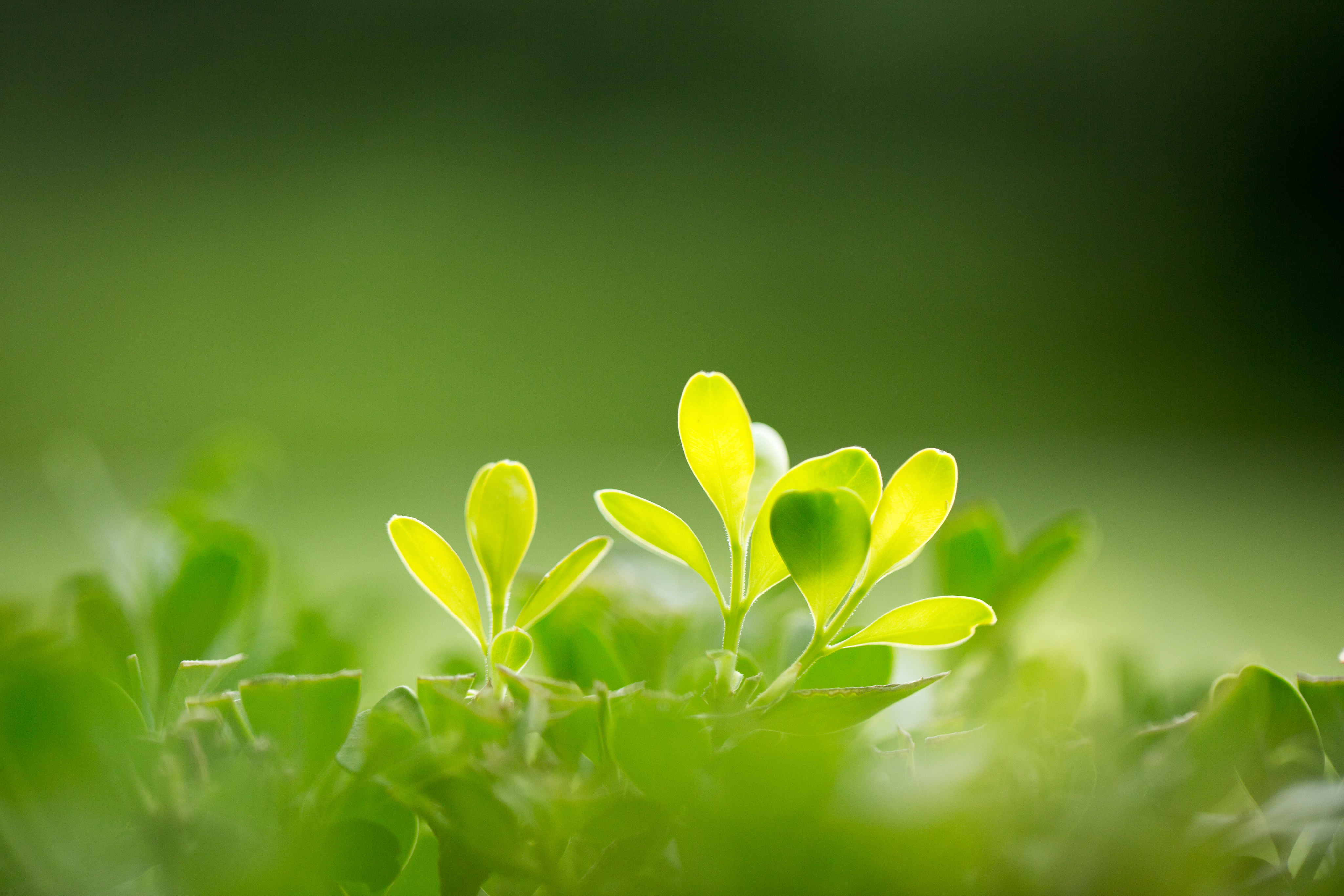 Leaf Macro Sprout Plant Greenery 4096x2731