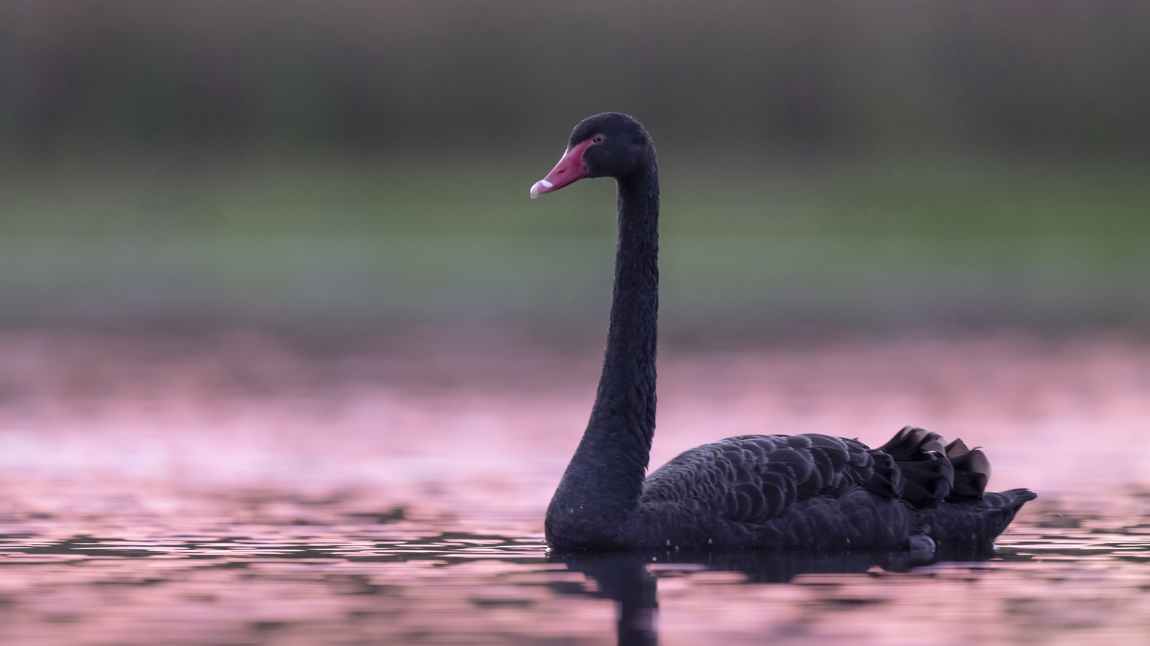 Animal Black Swan 3840x2160