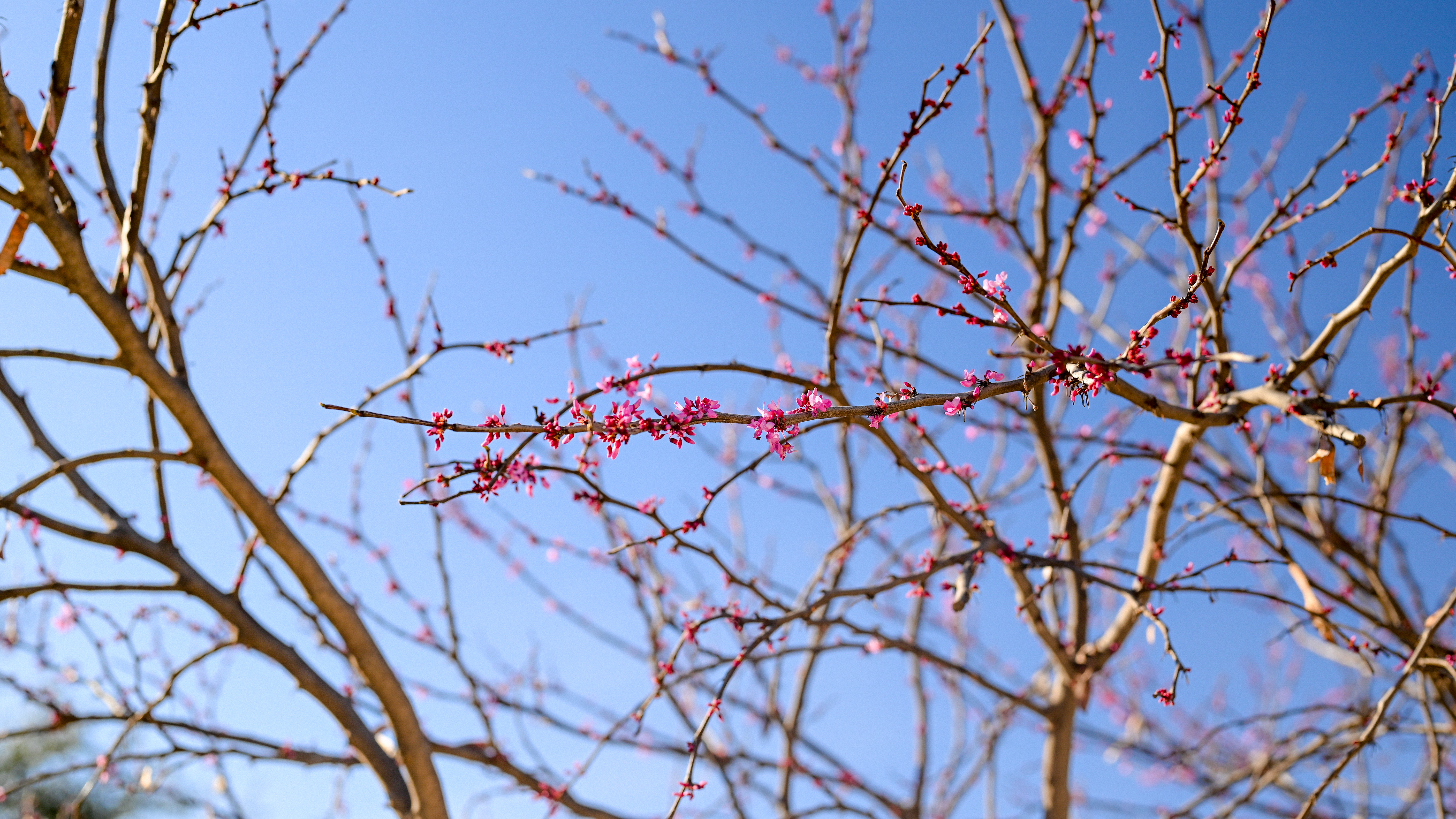 Flowers Trees Nature Outdoors Spring Photography Bright 50mm 6016x3384