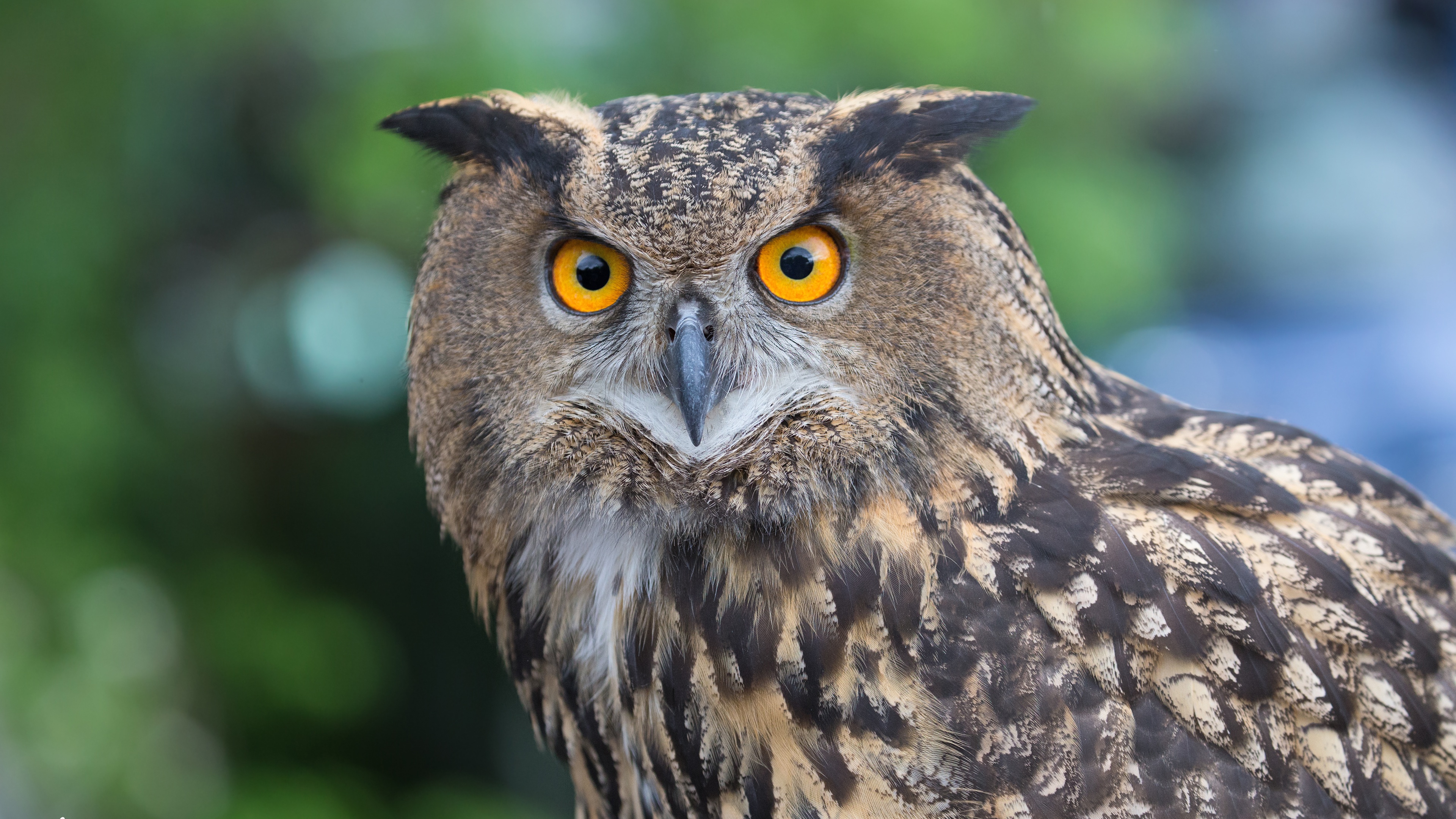 Eurasian Eagle Owl Bird Wildlife 3840x2160
