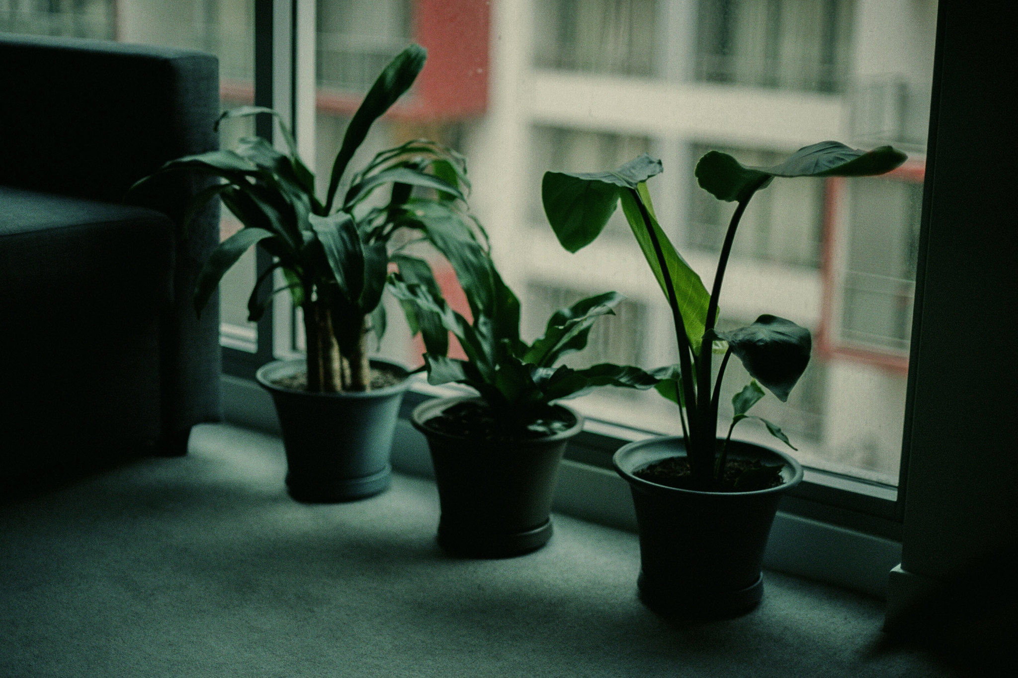 Photography Plants Room Plant Pot Window Indoors 2048x1365