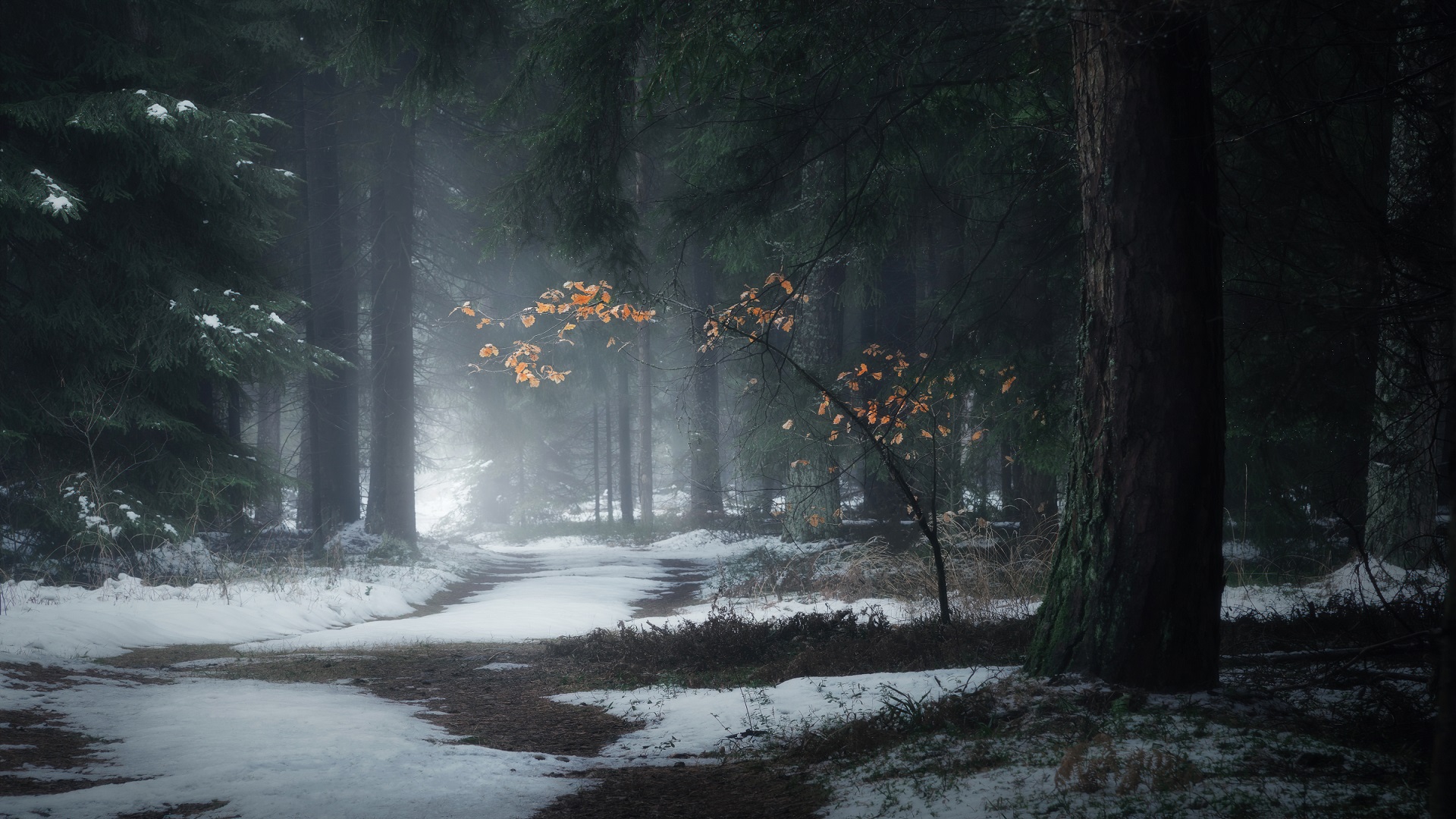 Forest Snow 1920x1080