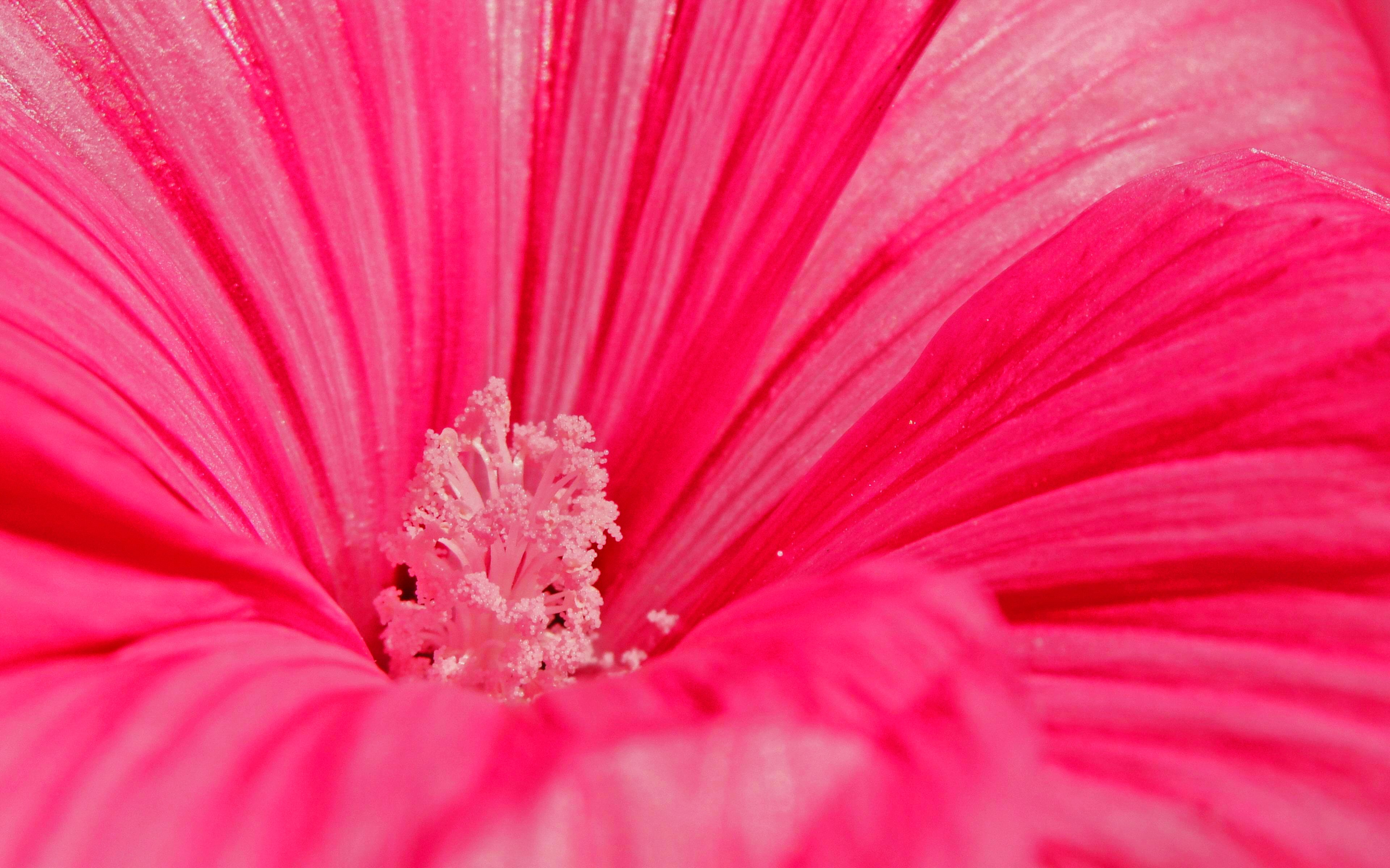 Petal Pink Flower 3840x2400