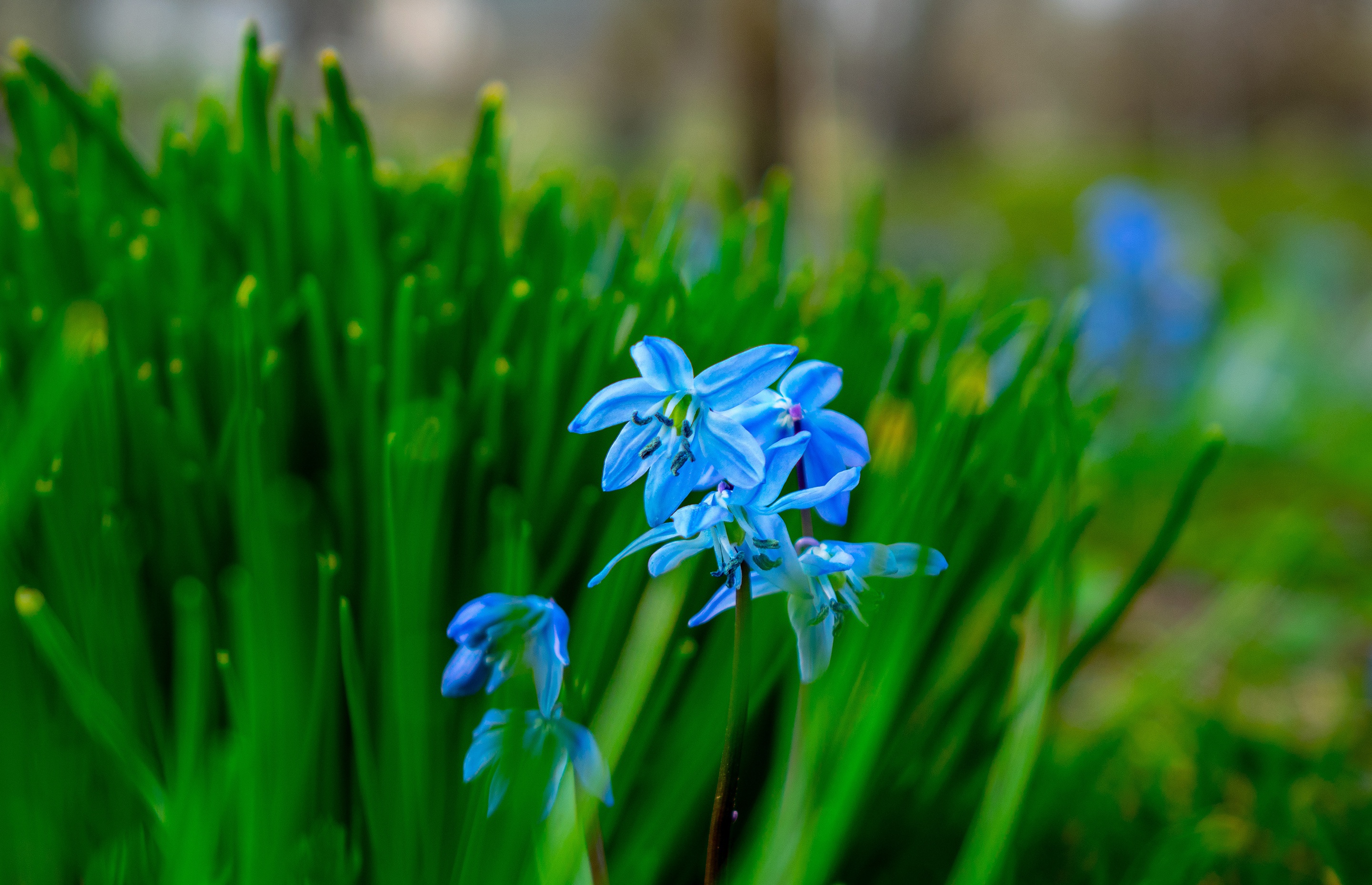 Blue Flower Bluebell Blur Spring 2880x1859