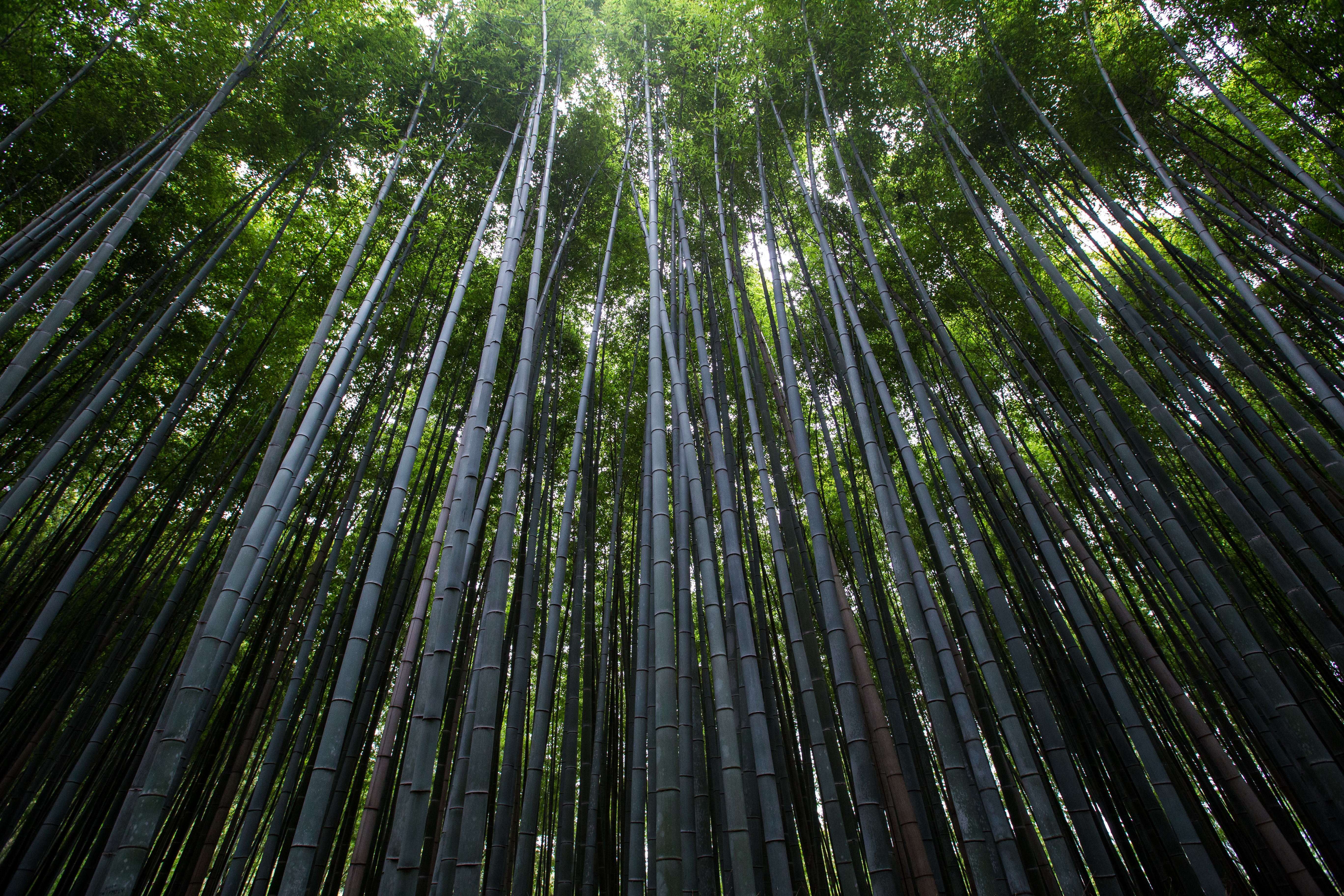 Photography Nature Bamboo Forest 5472x3648