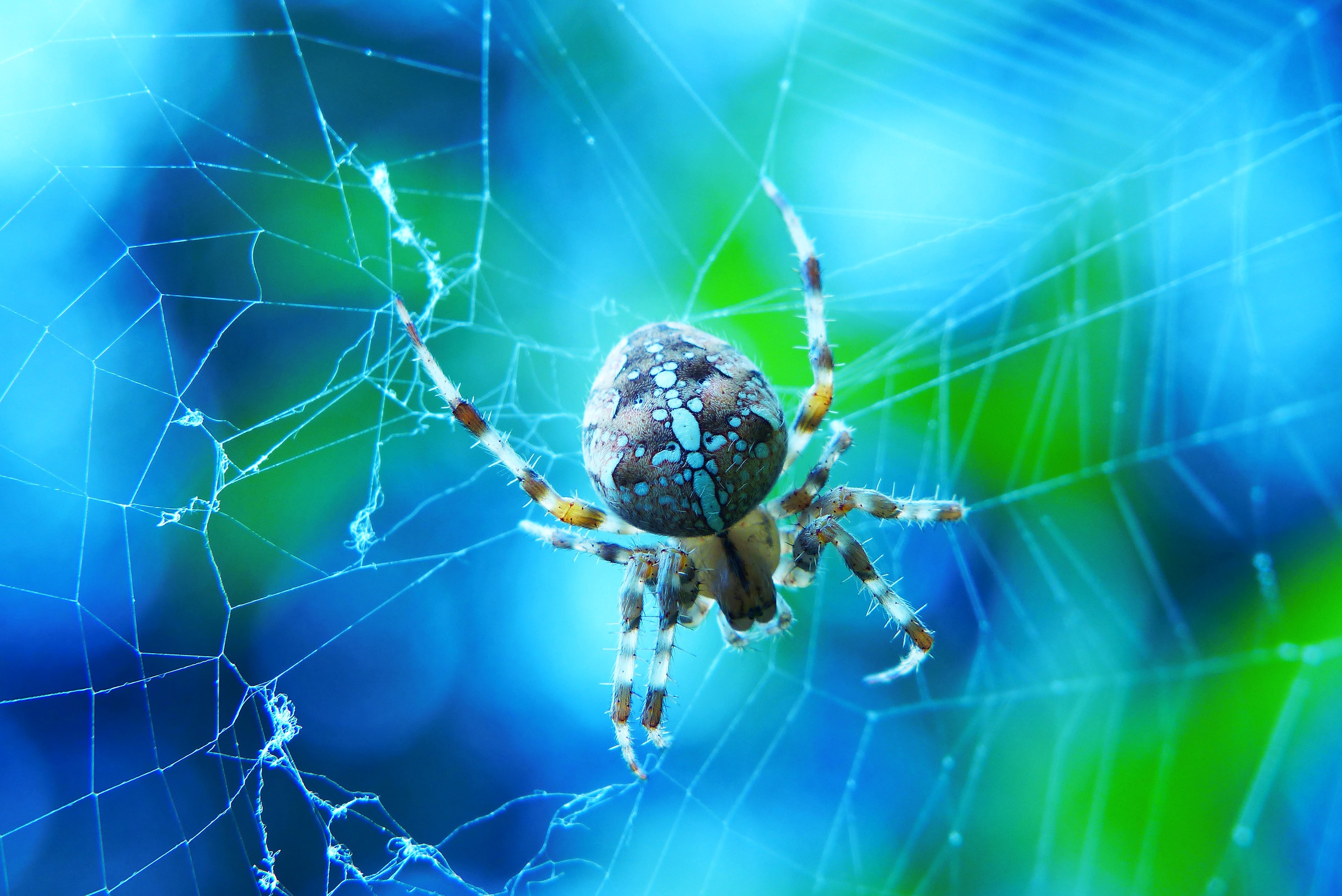 Macro Spider Web 2880x1924