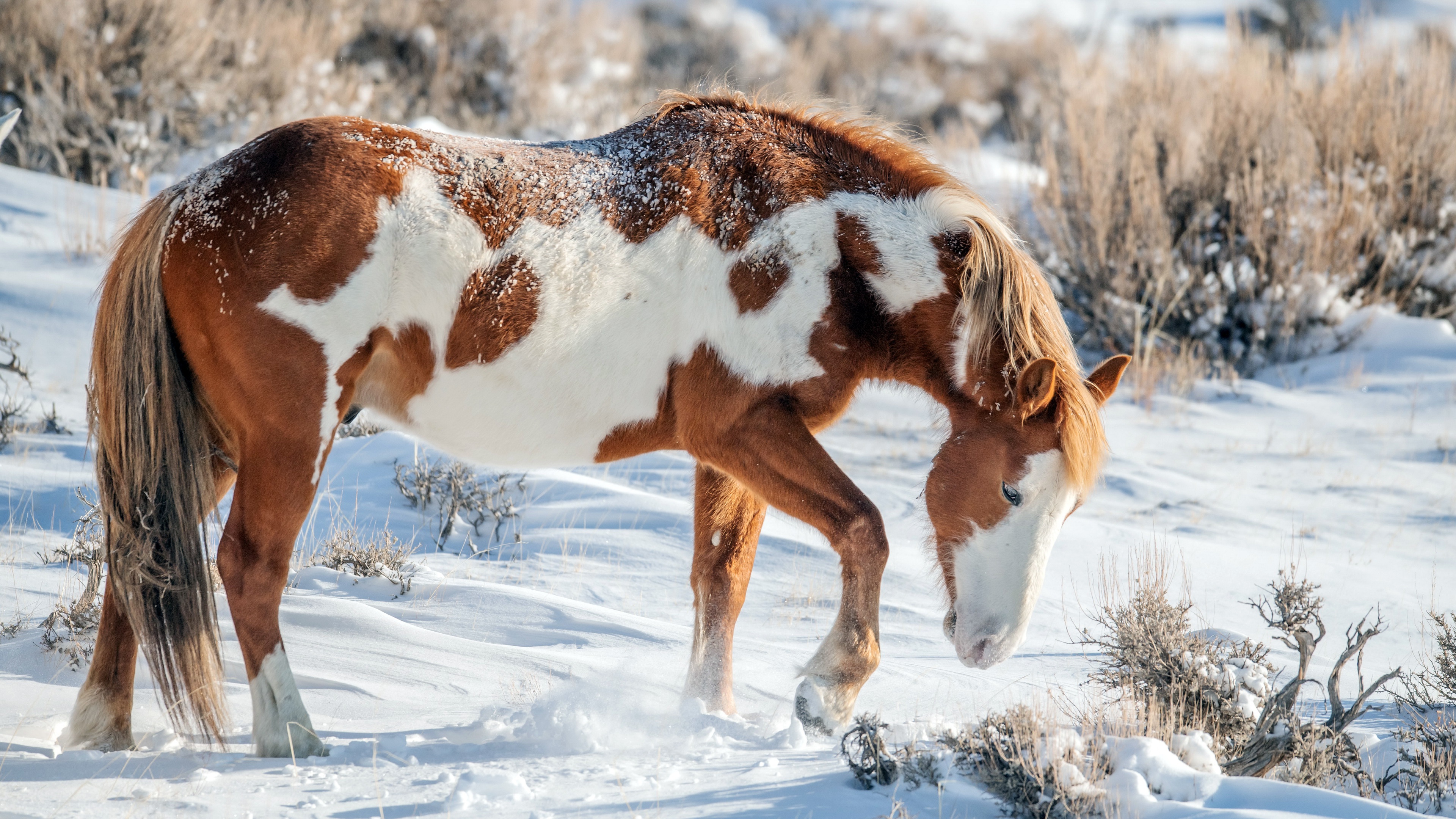 Animals Horse Mammals Winter Snow Outdoors Nature 3840x2160