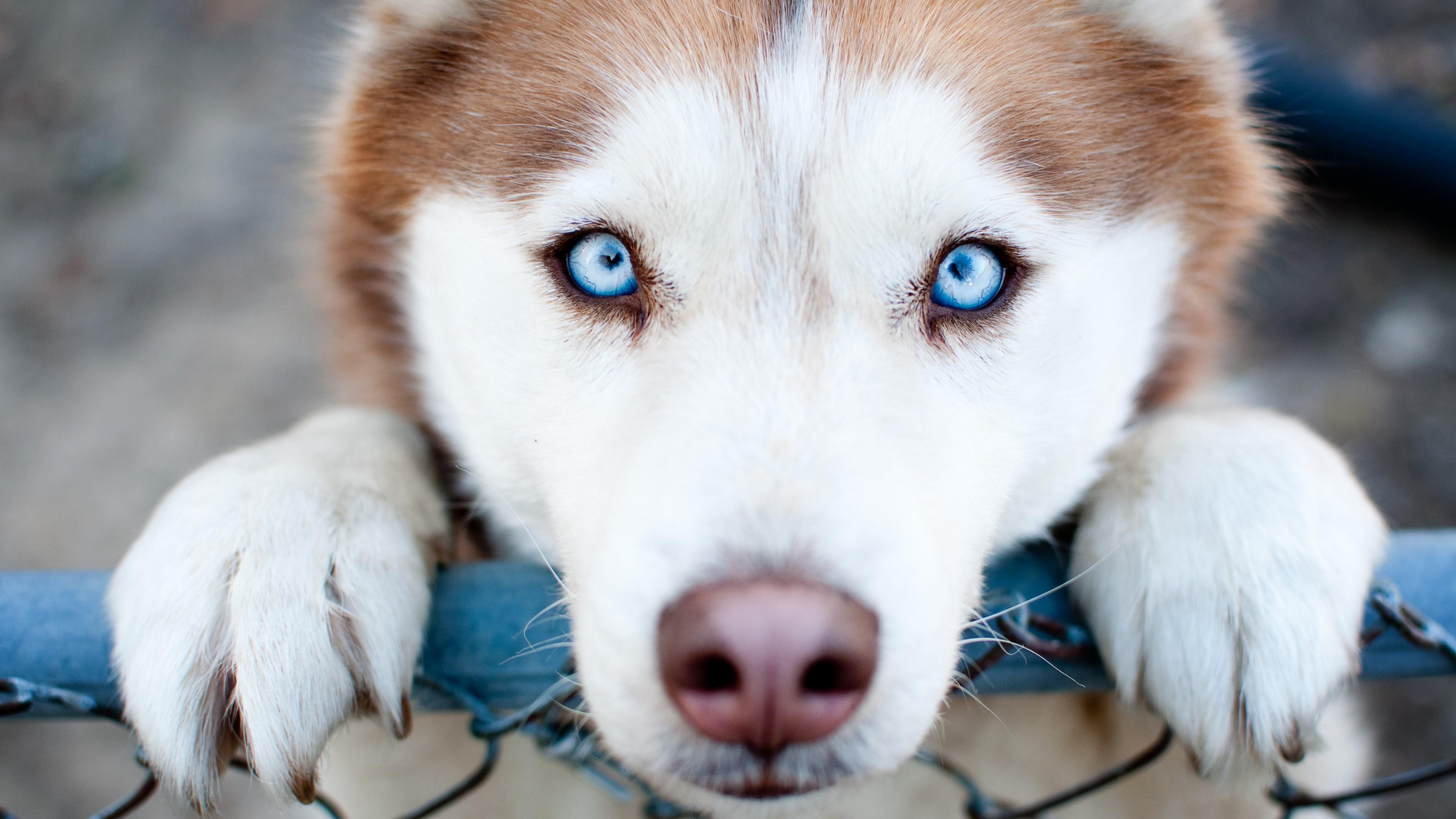 Blue Eyes Cute Dog Puppy 3840x2160