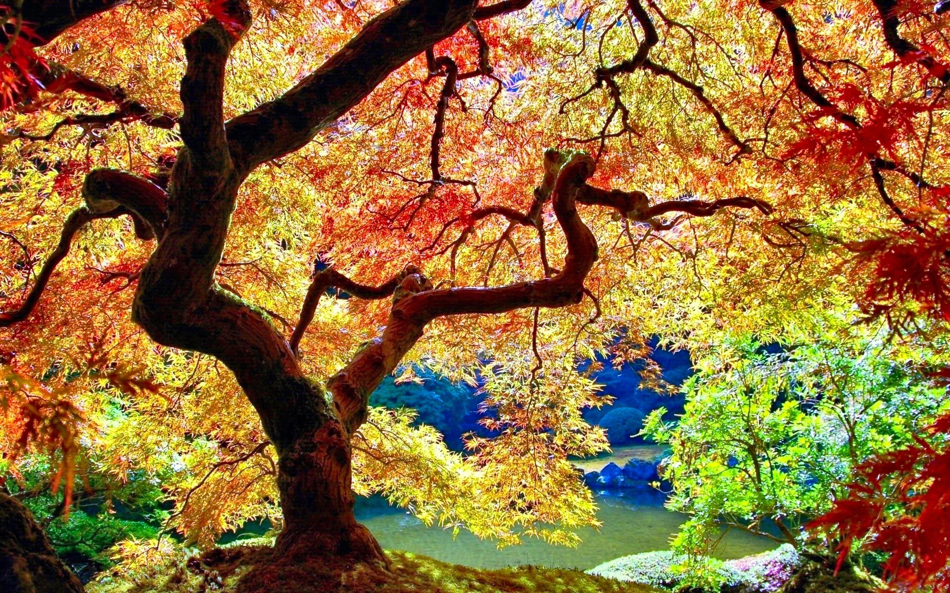 Japan Colorful Garden Nature Fall Park 1920x1200