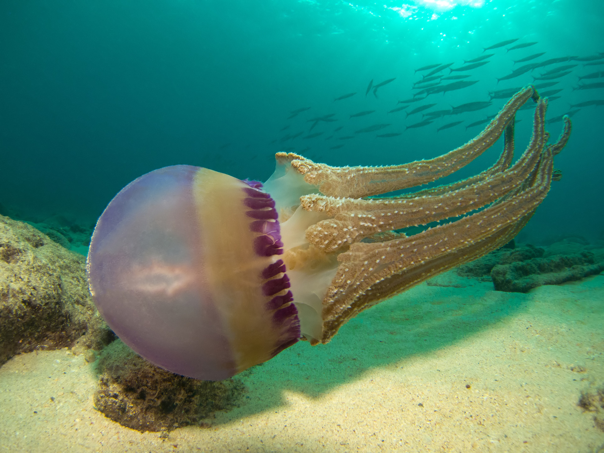Animal Jellyfish 1920x1440