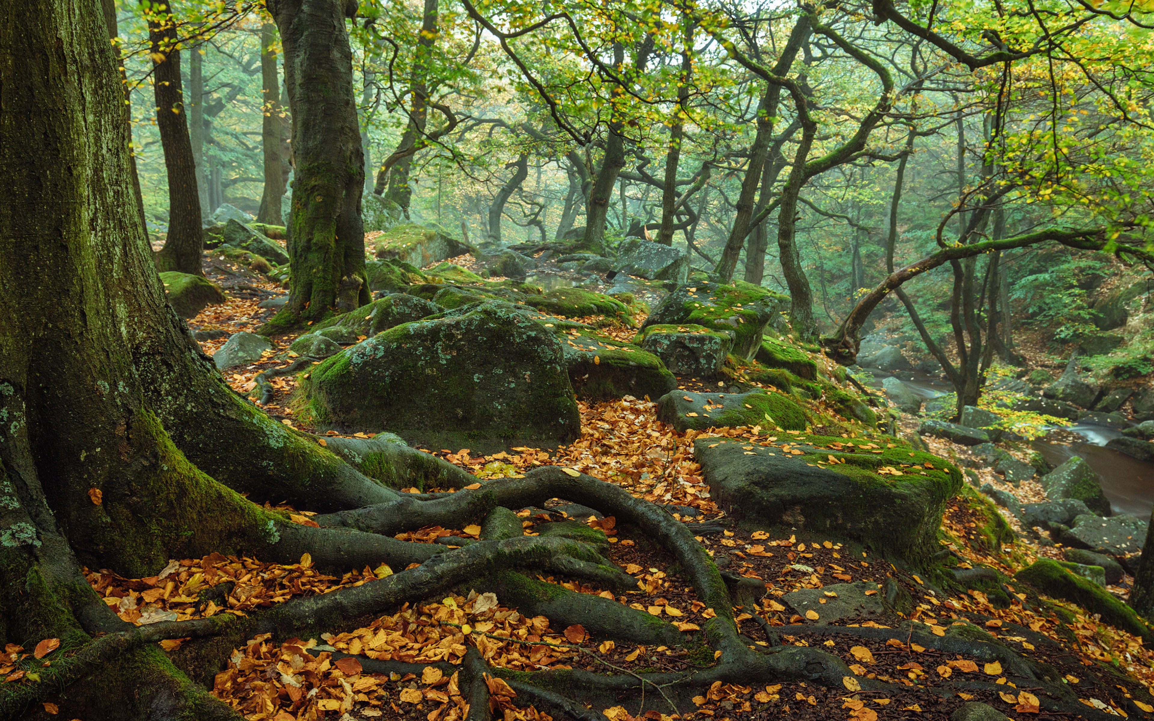 Fall England Forest Moss Nature Peak District National Park Roots Stone Tree 3840x2400