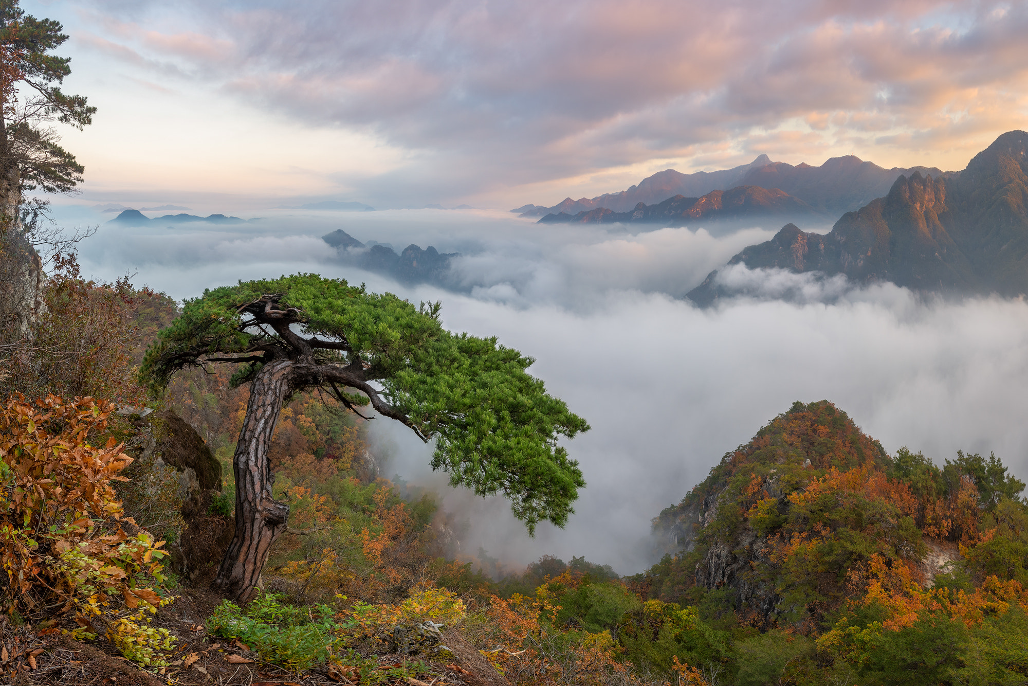 Jaeyoun Ryu Landscape Trees Horizon Clouds Mountains Nature Plants 2000x1334
