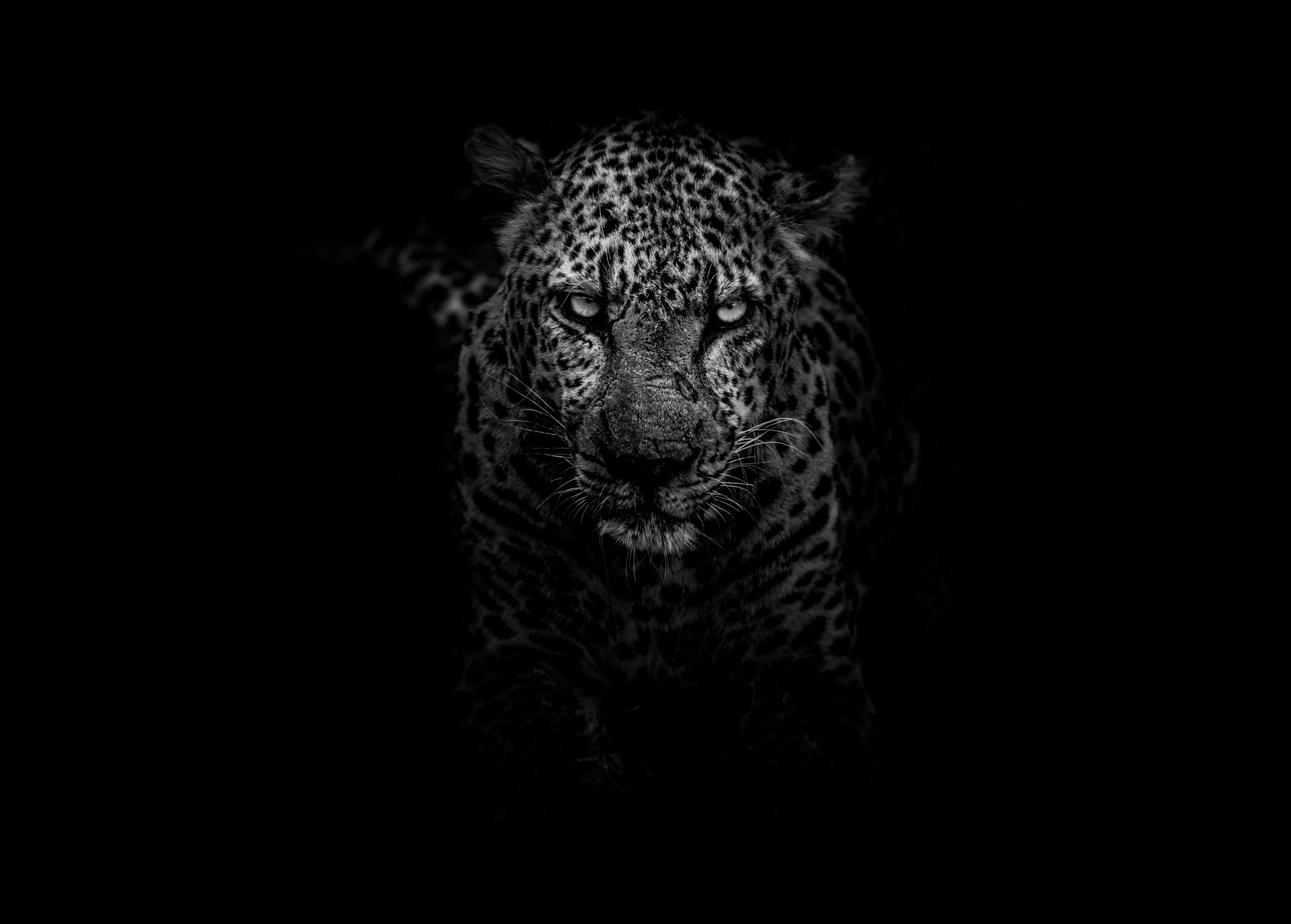 Leopard Monochrome Animals Kruger National Park Looking At Viewer 5498x3940