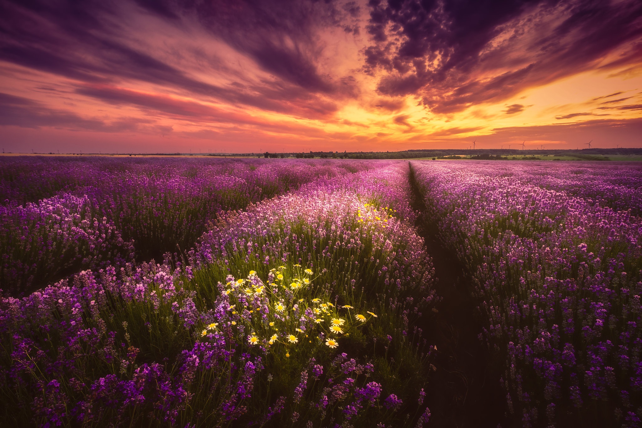 Field Sunset Purple Flower 2048x1365