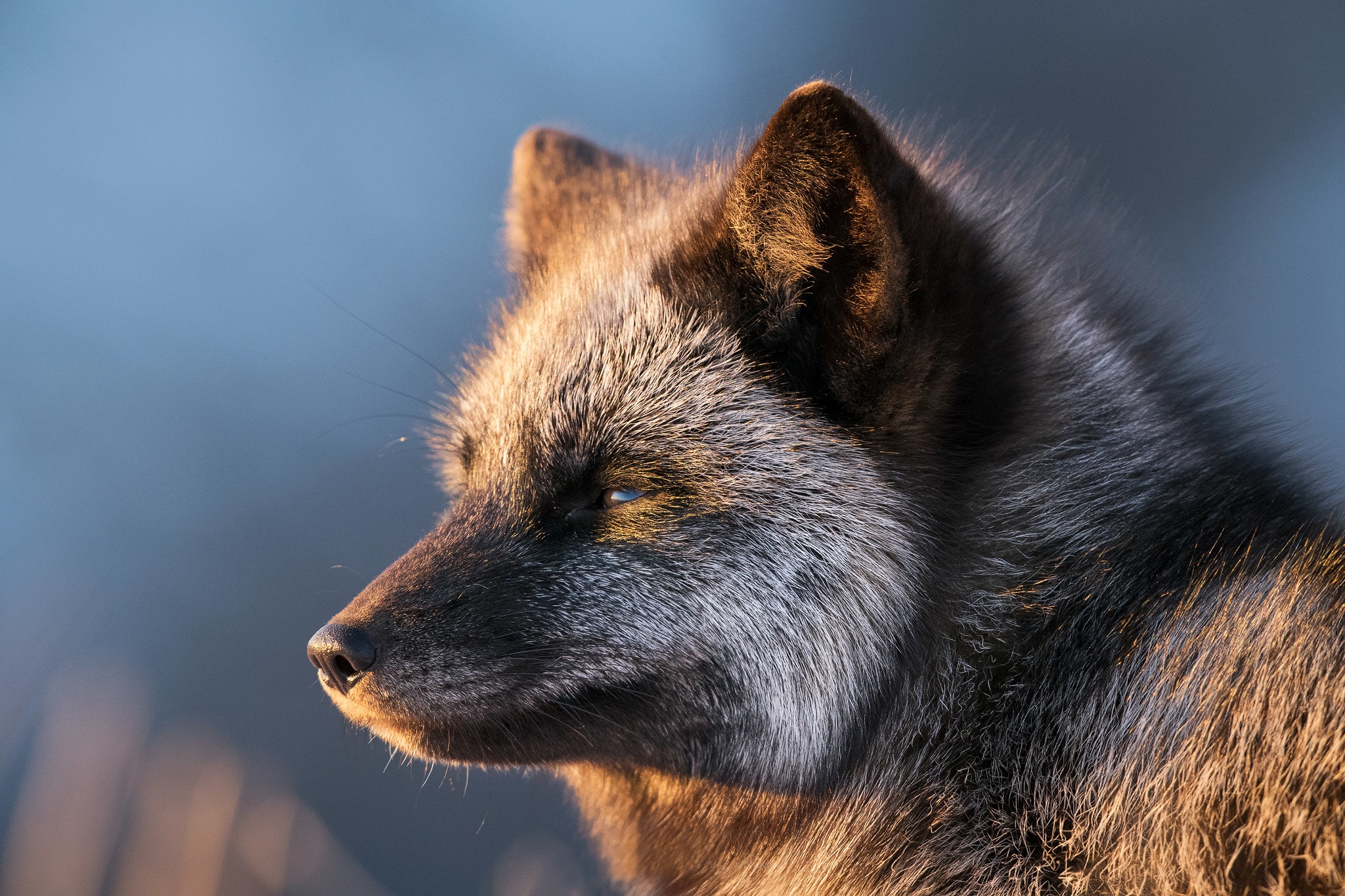 Silver Fox Animal Wildlife 2048x1365