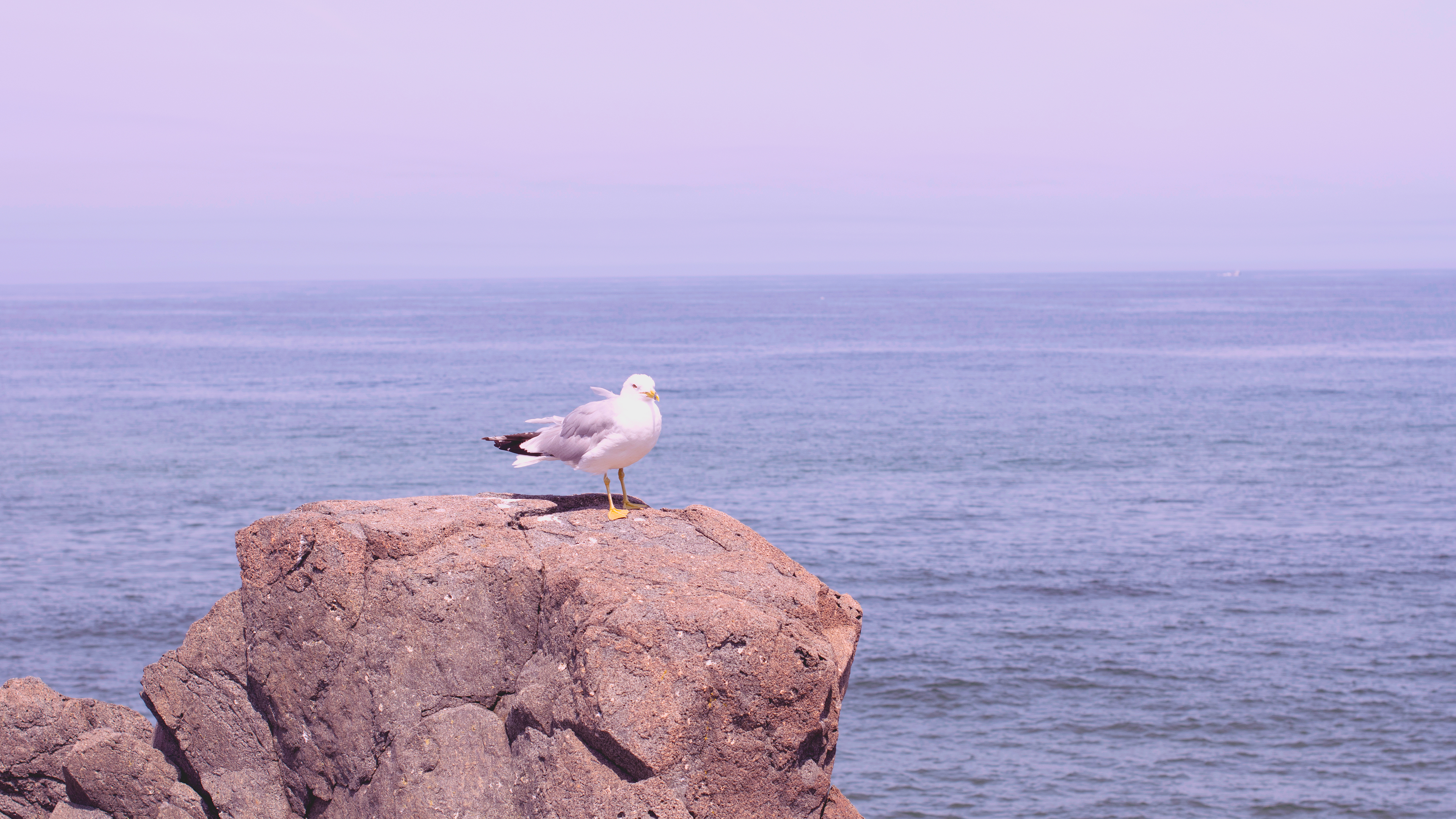 Seagulls Sea Rock Blue 3840x2160