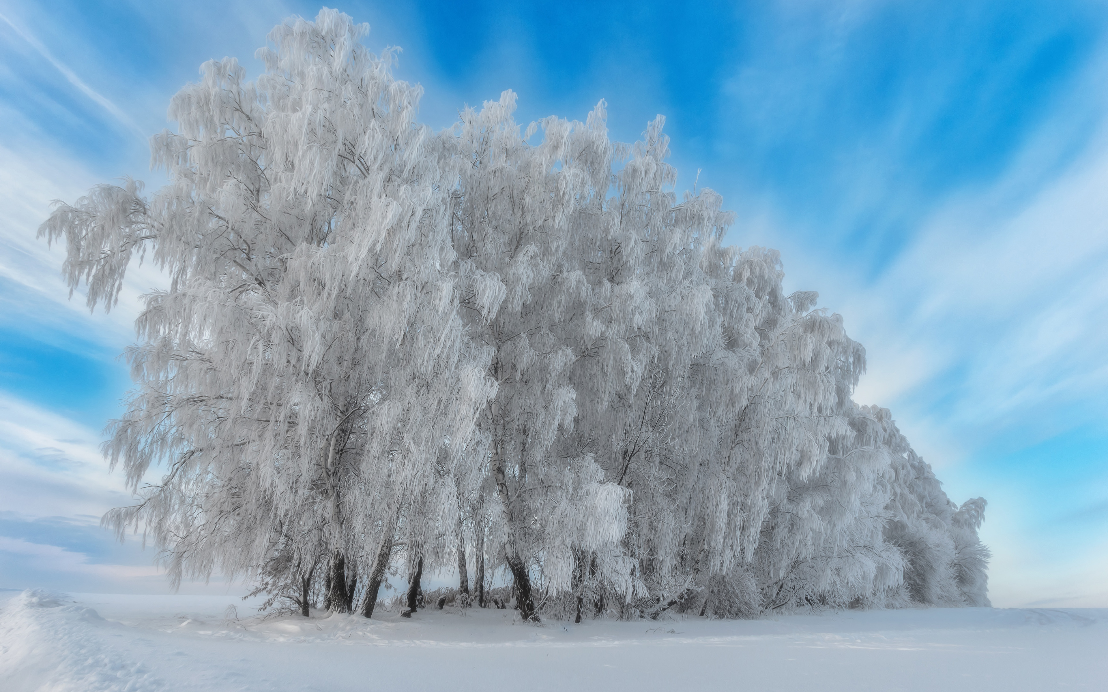 Frost Snow Tree 3840x2400