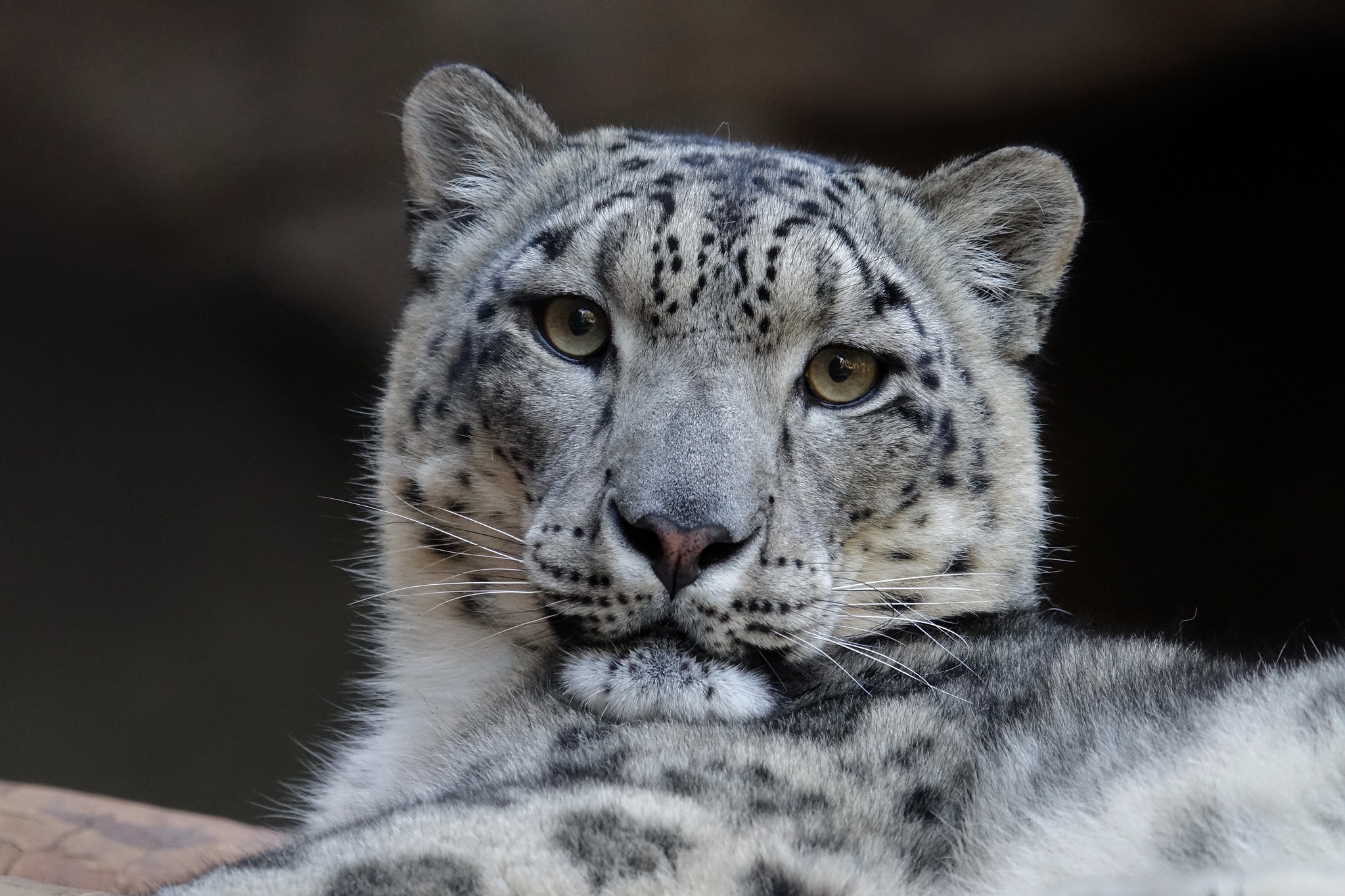 Animal Snow Leopard 2047x1365