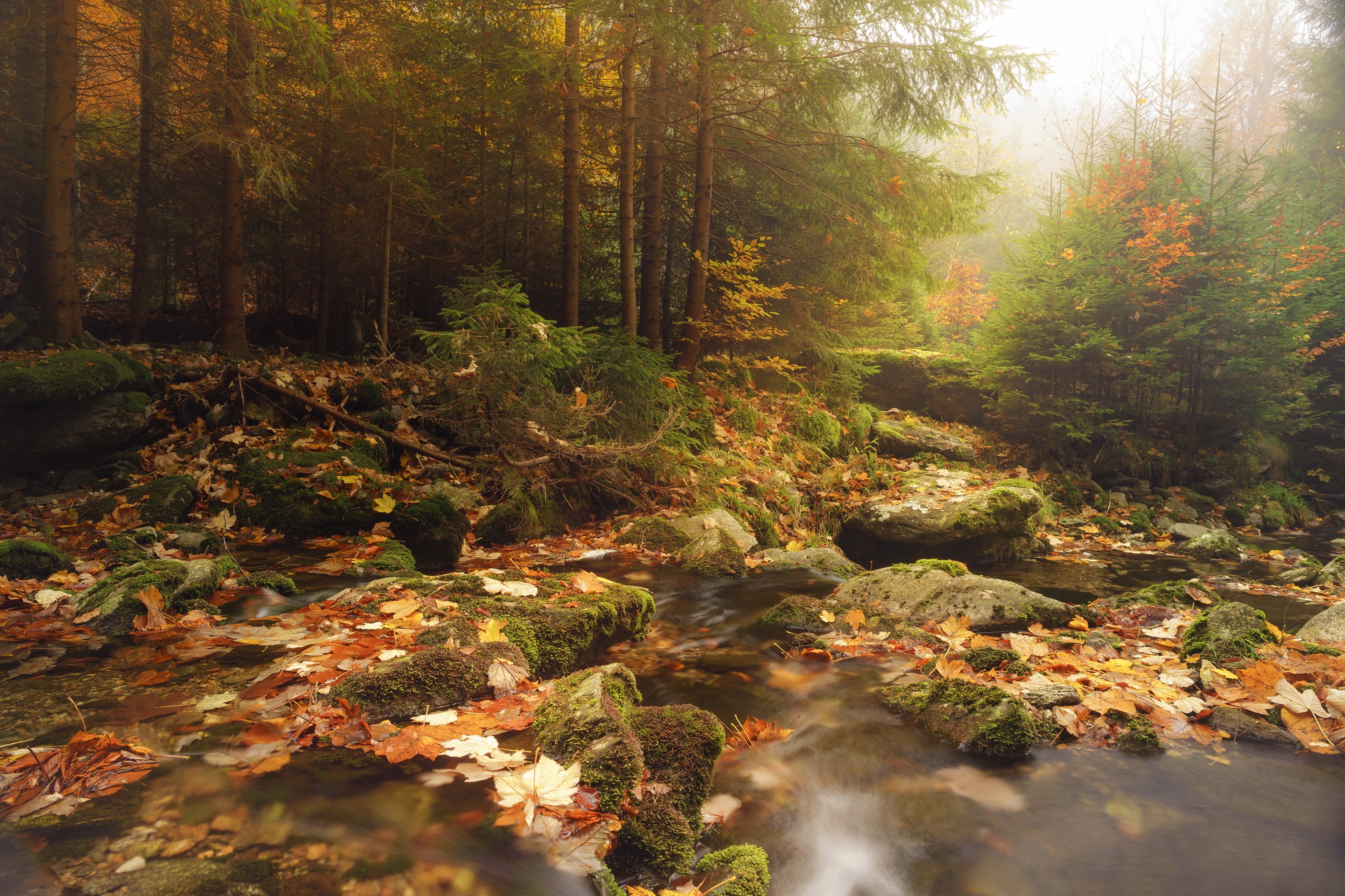 Fall Trees Outdoors Nature Creeks Plants Leaves Fallen Leaves 3000x2000