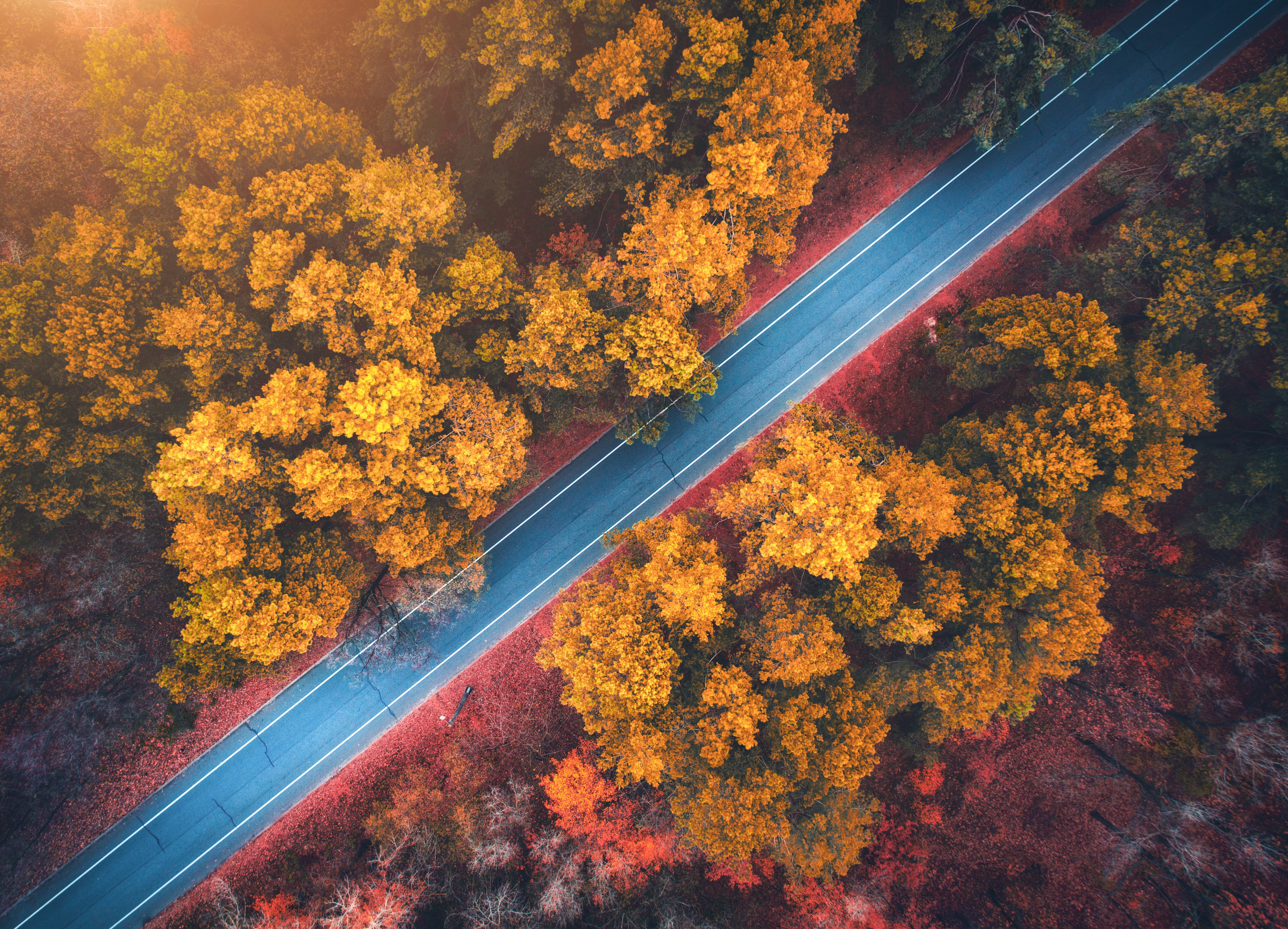 Forest Road Fall Nature Orange Top View Aerial Sunlight Foliage Trees 5048x3640