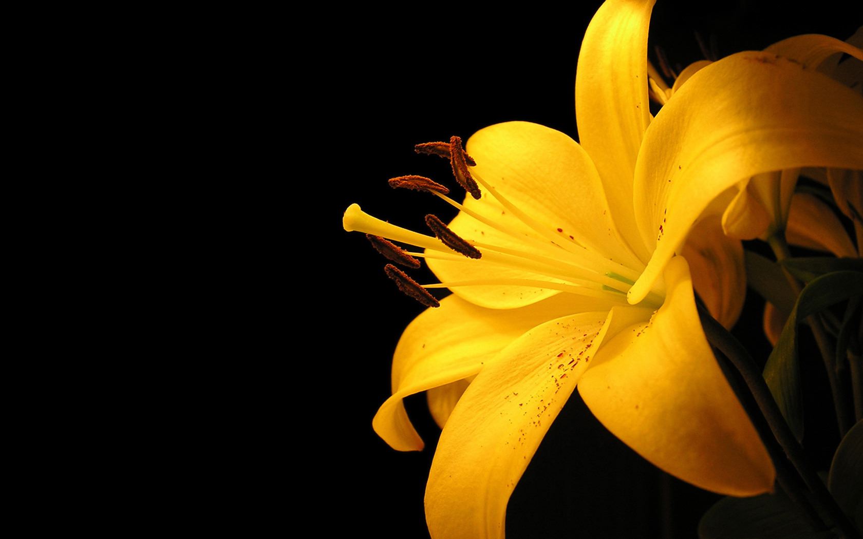 Yellow Flower 1680x1050